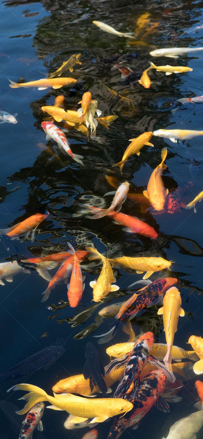 650x1407 Carp Mobile Wallpaper Image Free