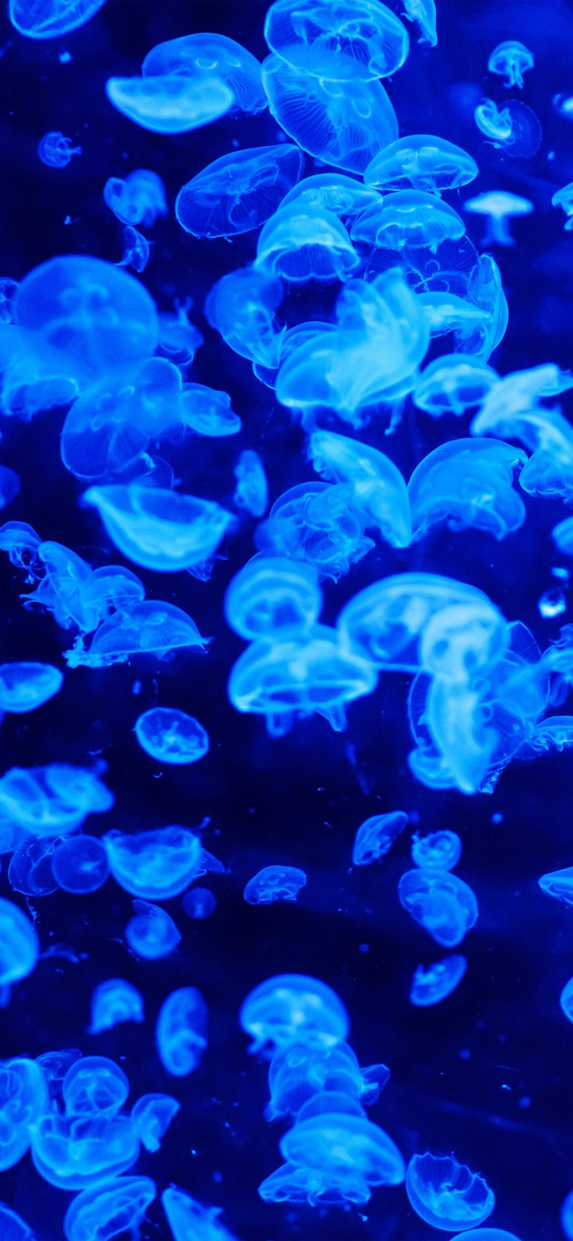 1125x2436 iPhone X wallpaper. animal sea ocean blue jellyfish pattern