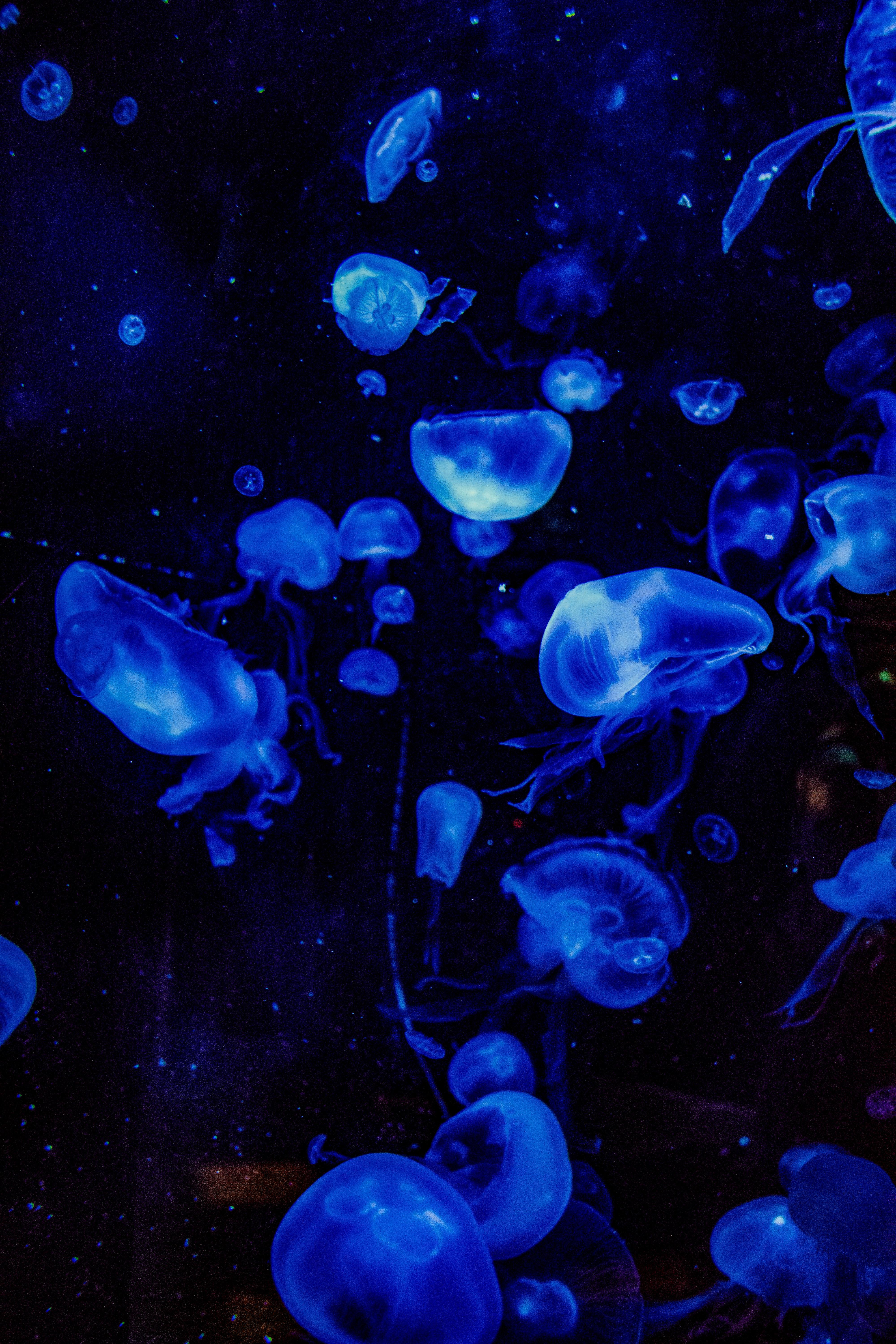 4000x6000 Jellyfish Photo, Download The BEST Free Jellyfish & HD Image