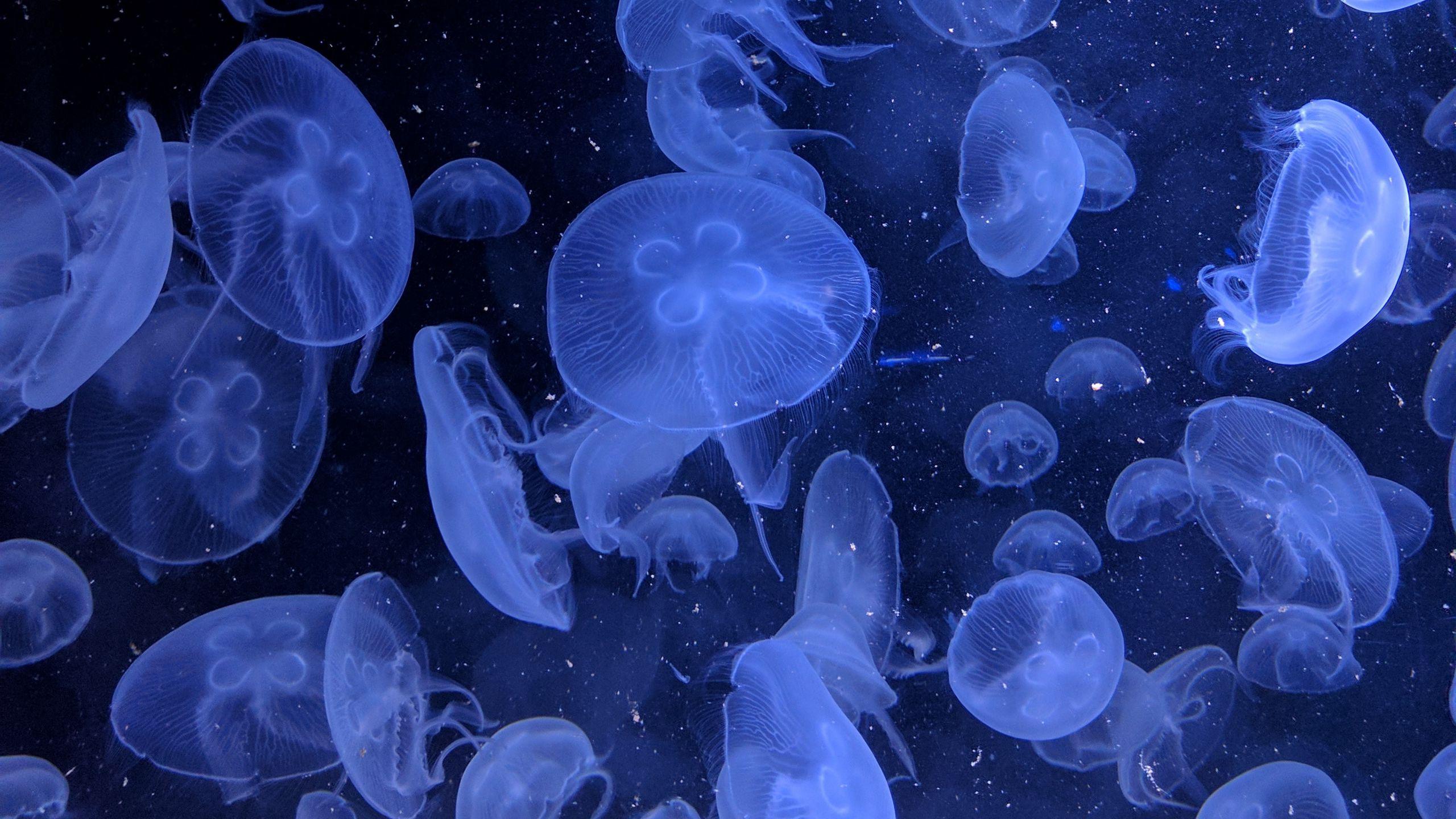 Blue Jellyfish Wallpapers - Top Free Blue Jellyfish Backgrounds