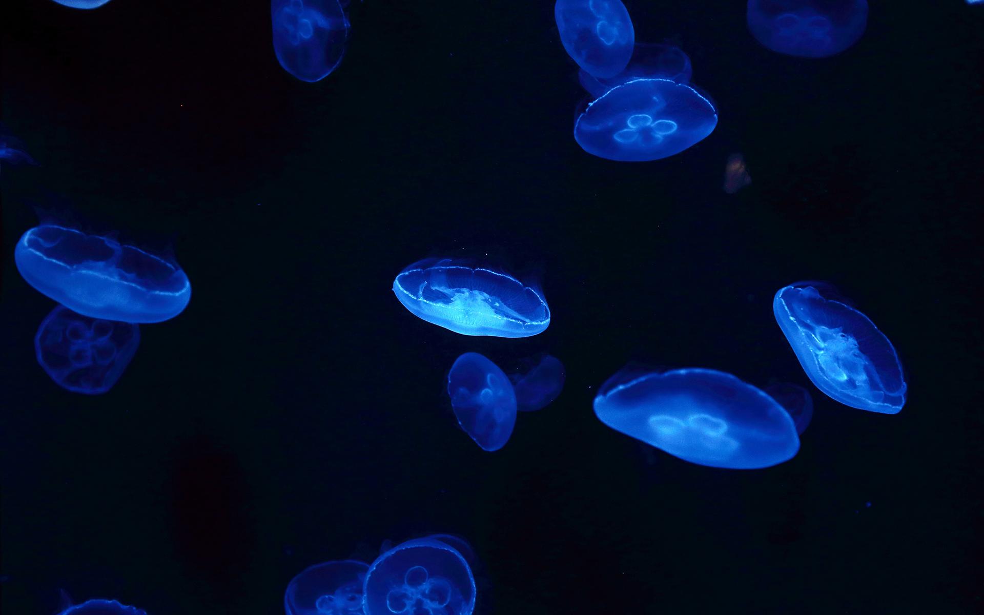 Blue Jellyfish Wallpapers - Top Free Blue Jellyfish Backgrounds ...