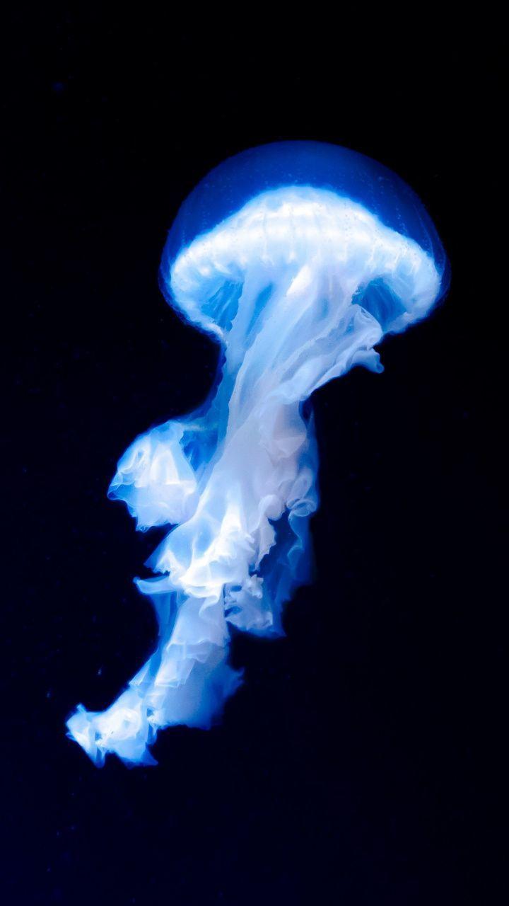 720x1280 Blue jellyfish, dark, glow, 720x1280 wallpaper. Blue jellyfish, Jellyfish photography, Jellyfish art