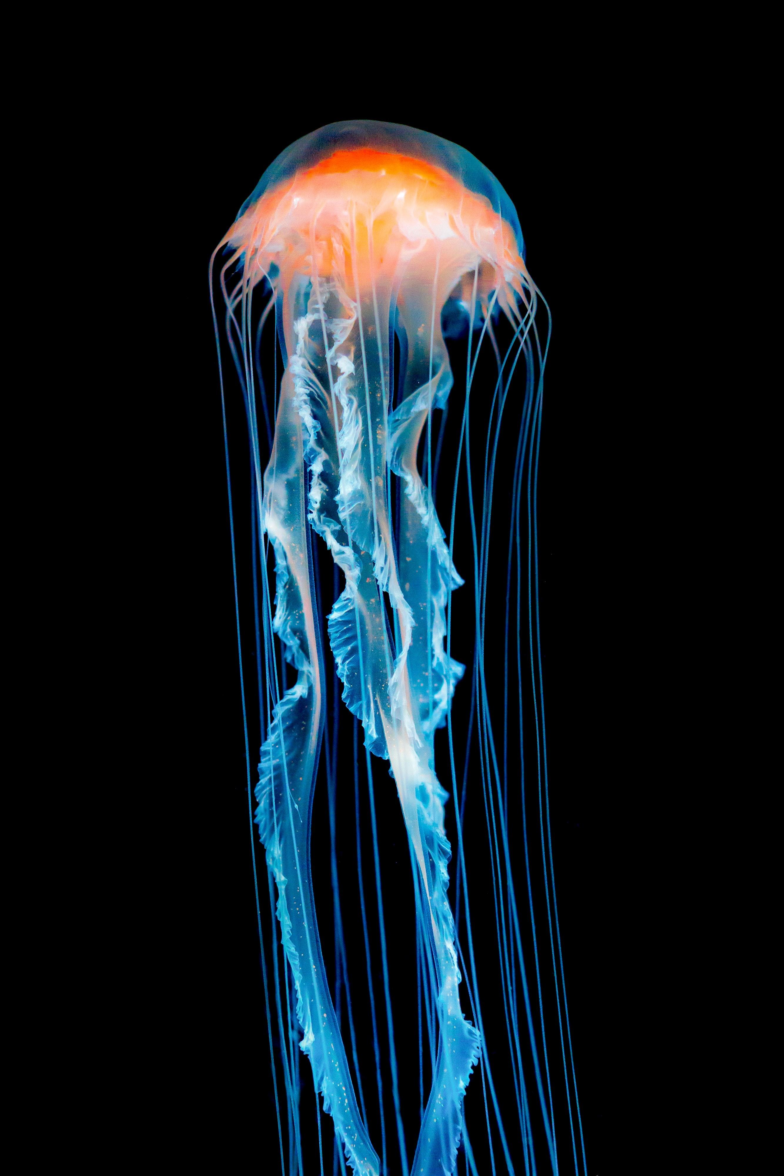 2667x4000 Download Jellyfish wallpaper for mobile phone, free Jellyfish HD picture