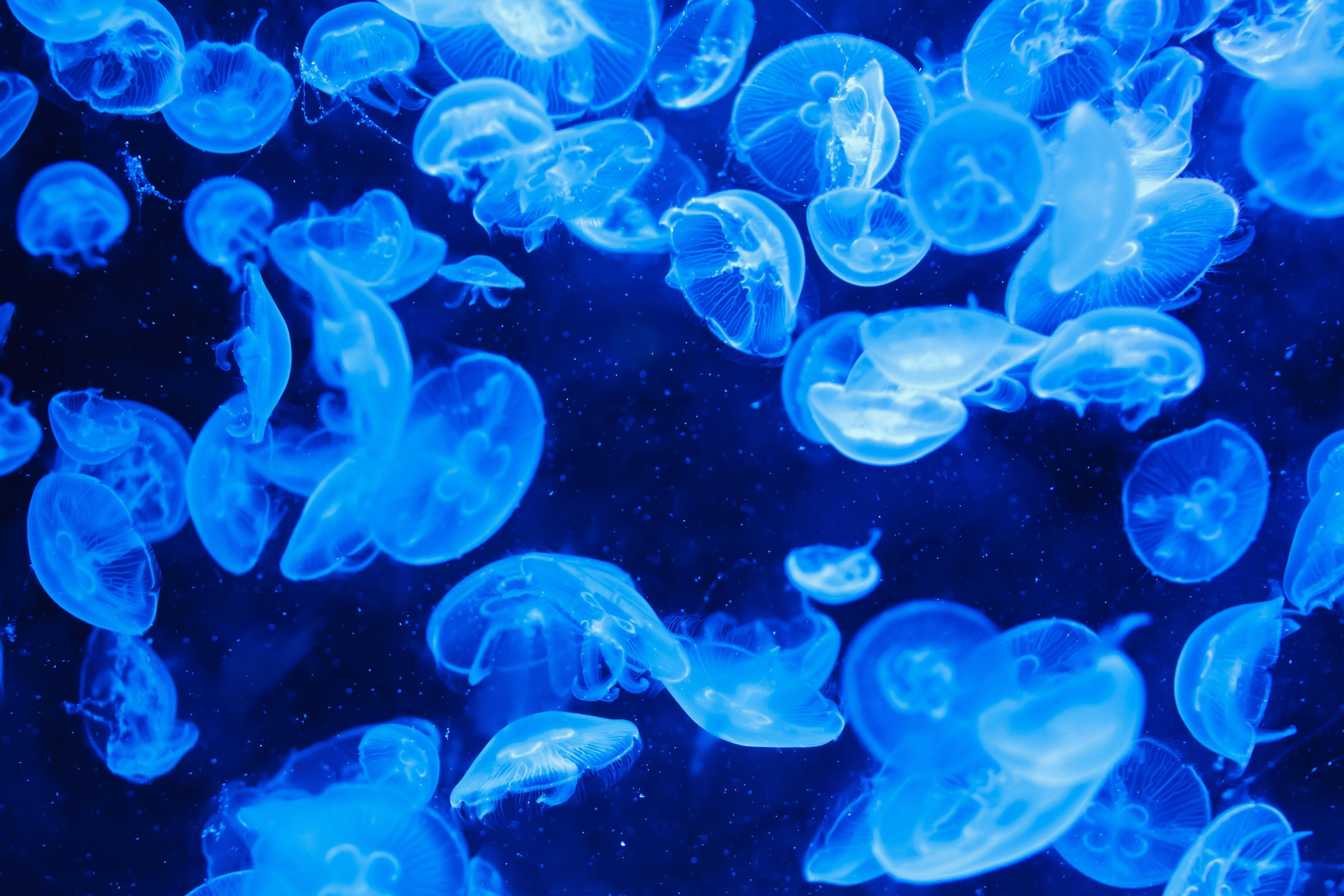 4597x3065 Blue Jellyfish · Free