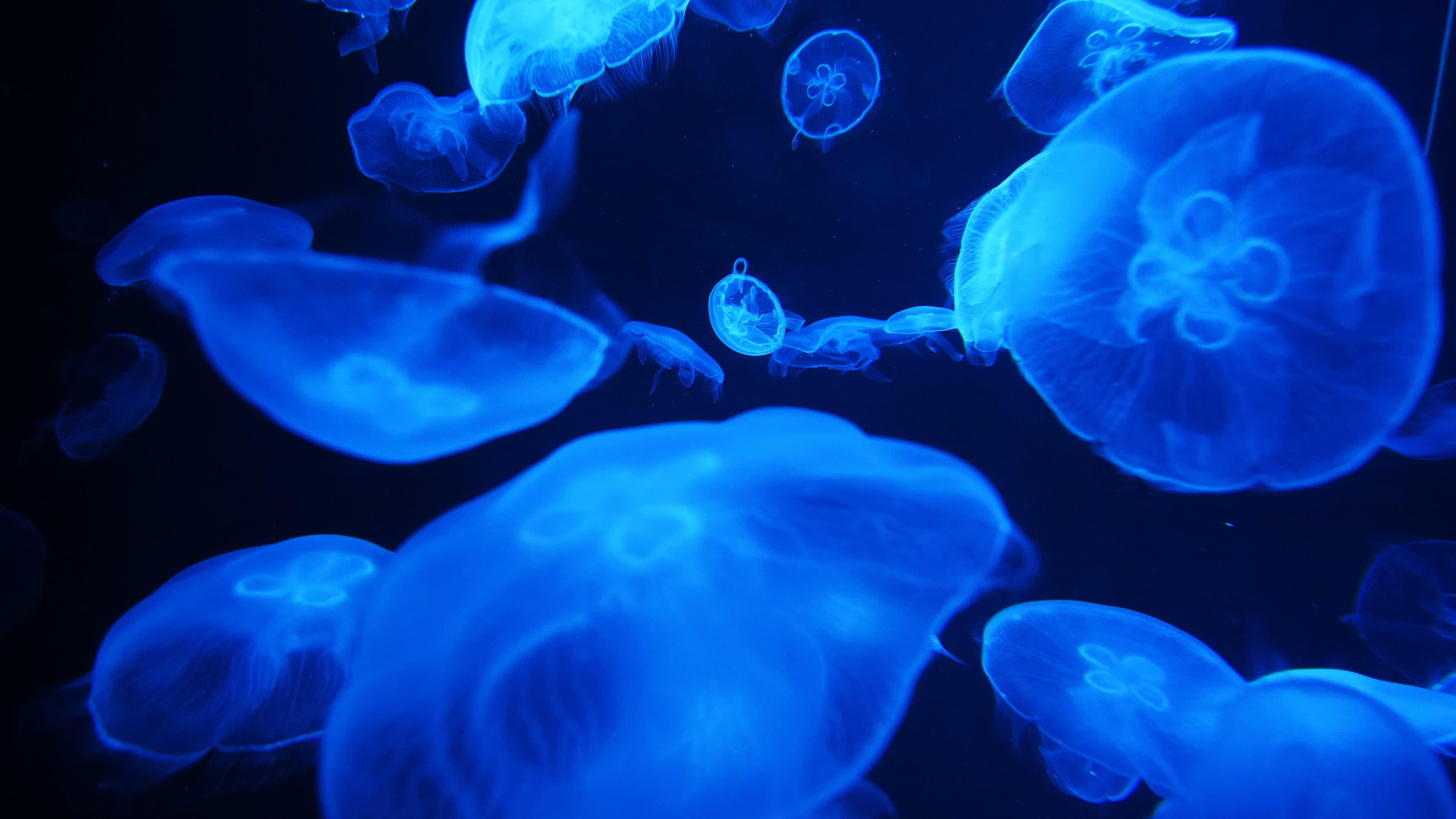 3840x2160 Jellyfish Stock Video Footage for Free Download