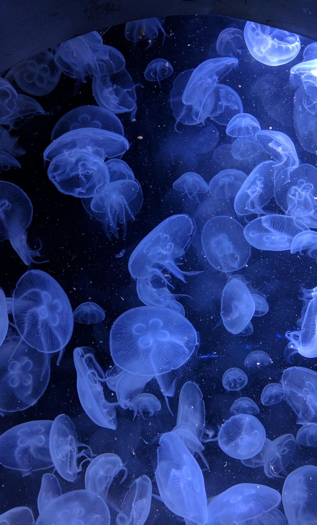 Blue Jellyfish Wallpapers - Top Free Blue Jellyfish Backgrounds ...