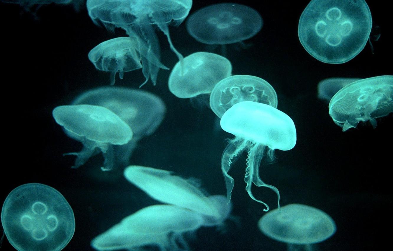 1332x850 Wallpaper blue, Jellyfish, transparent image for desktop, section животные
