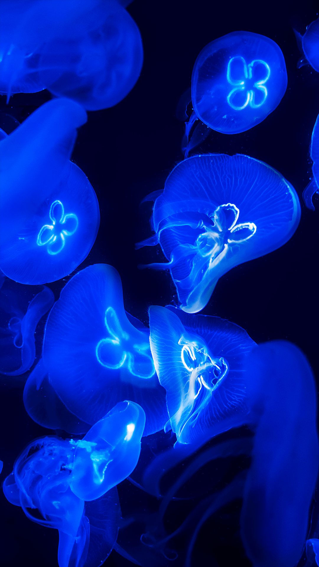 1080x1920 Blue Jellyfish Home Screen Wallpaper