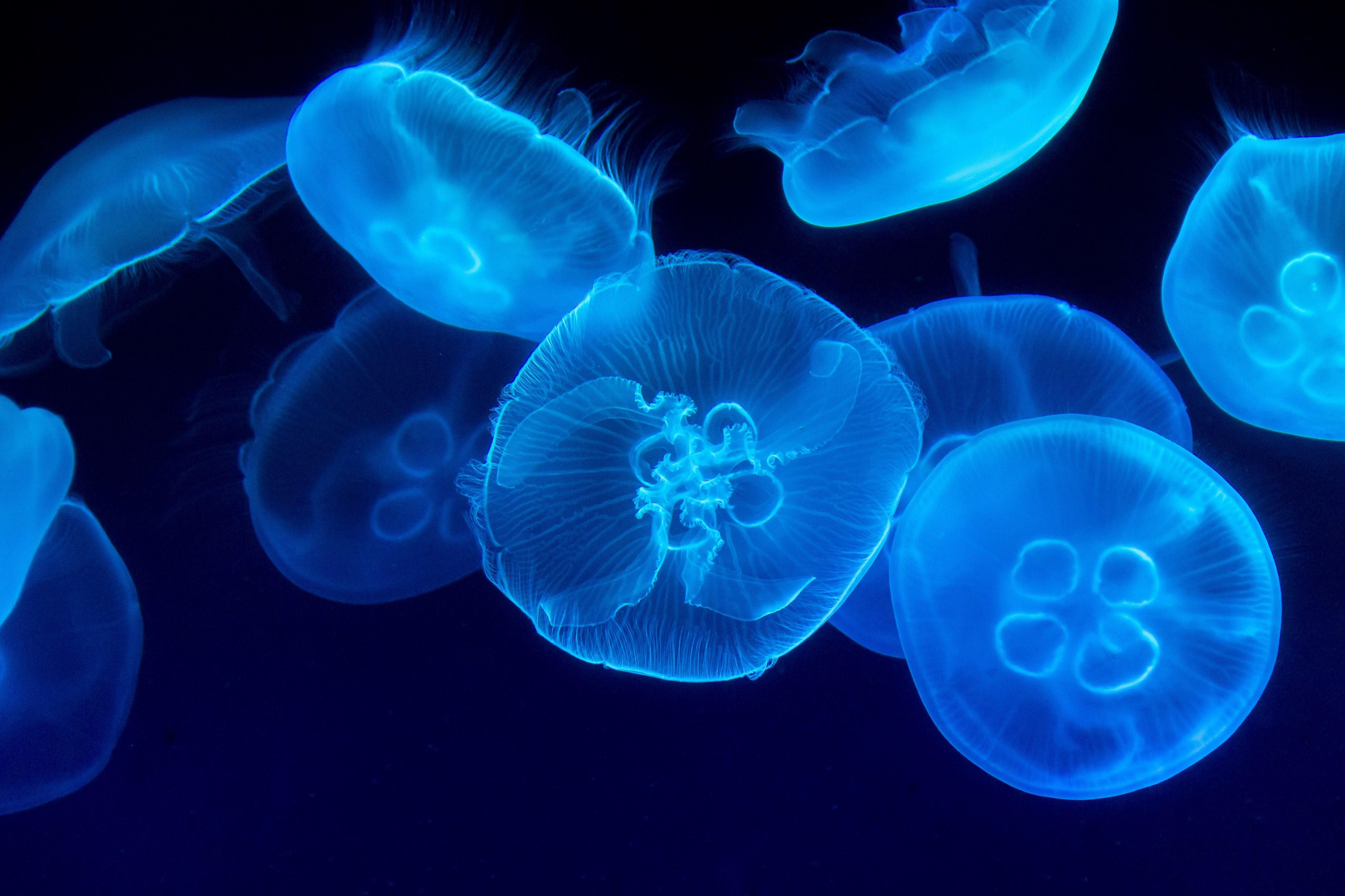 3800x2533 Wallpaper / jellyfish sea blue and underwater HD 4k wallpaper free download