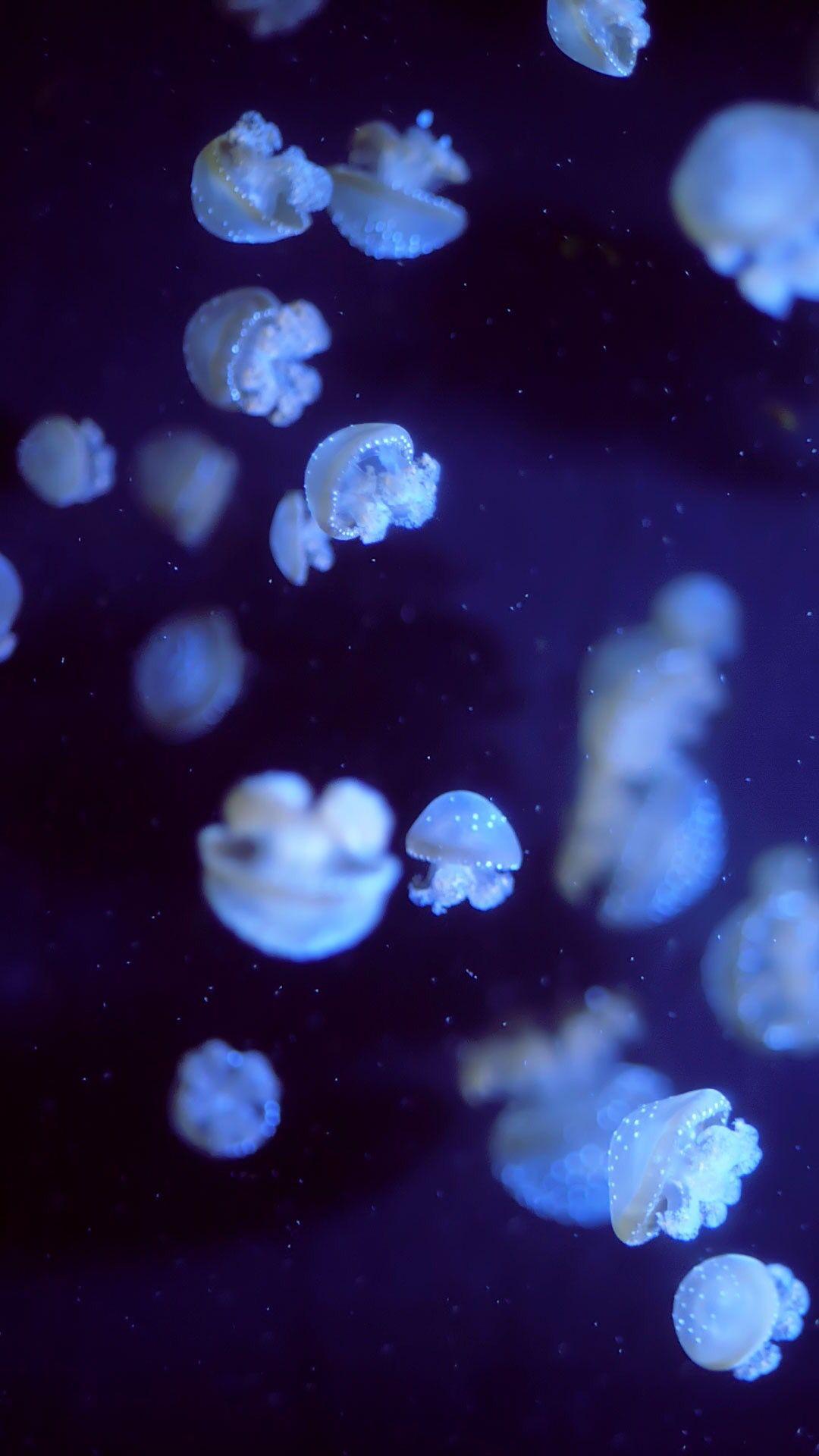 1080x1920 Blue jellyfish wallpaper. Live wallpaper iphone, Wallpaper iphone summer, Beautiful wallpaper