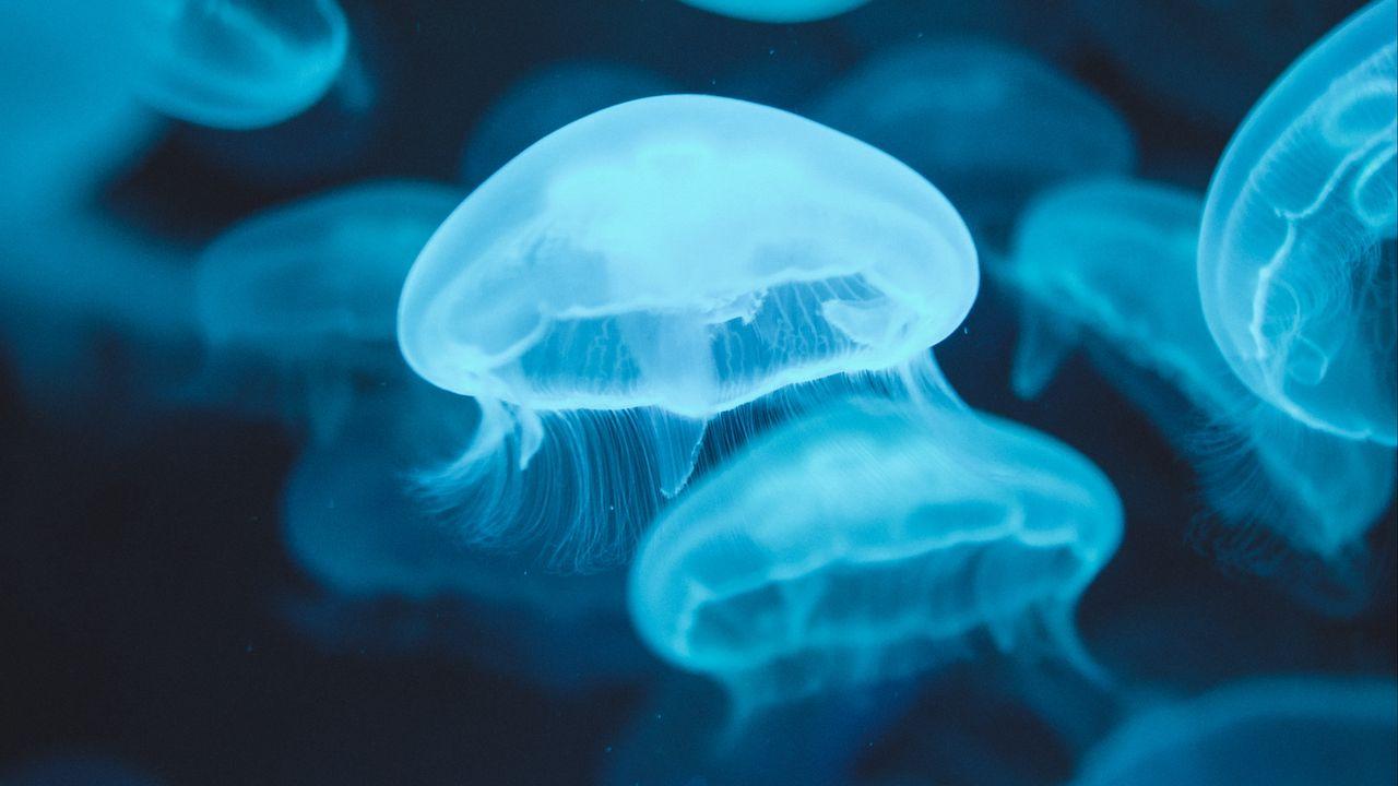 1280x720 Wallpaper jellyfish, glow, luminescence, blue, underwater world hd, picture, image