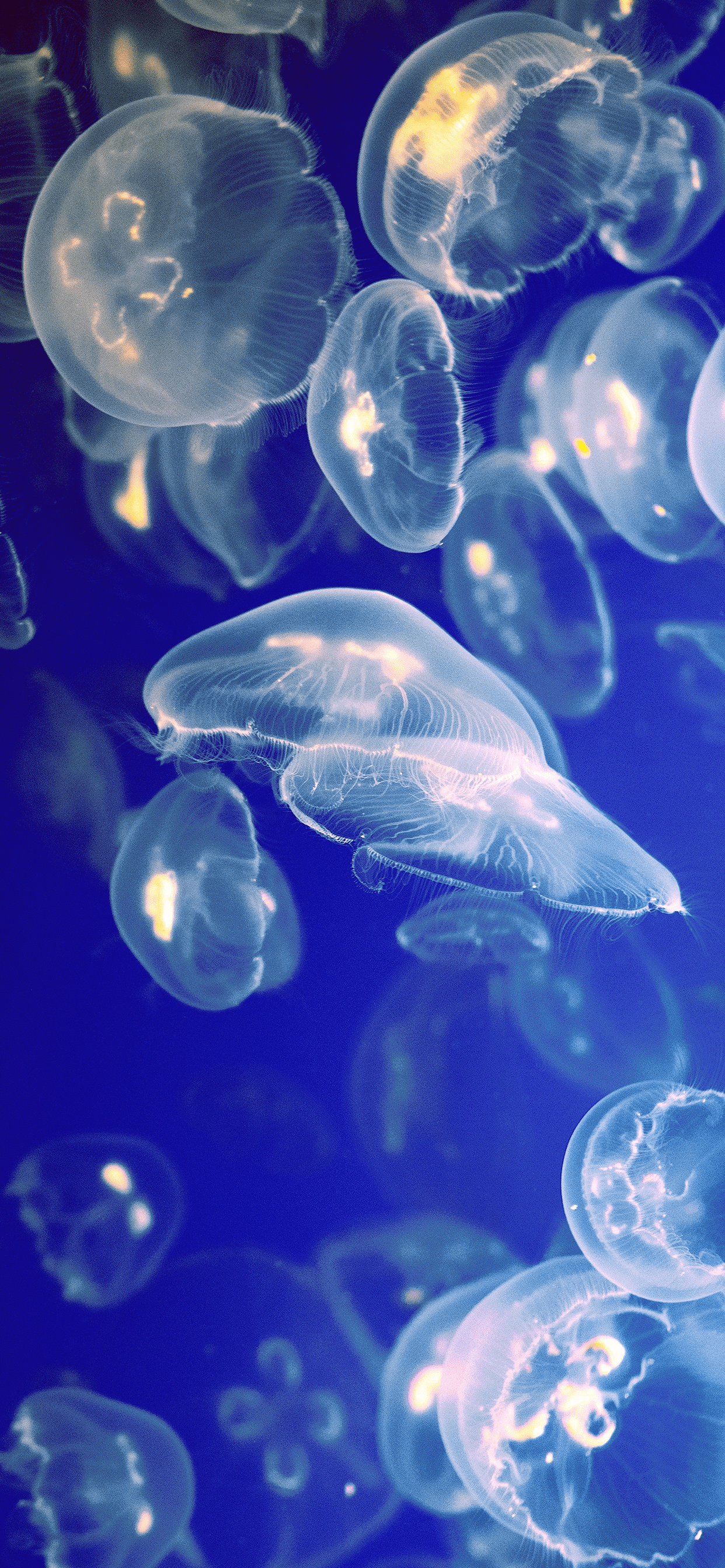 1242x2688 Jellyfish Wallpaper for iPhone Pro Max, X, 6