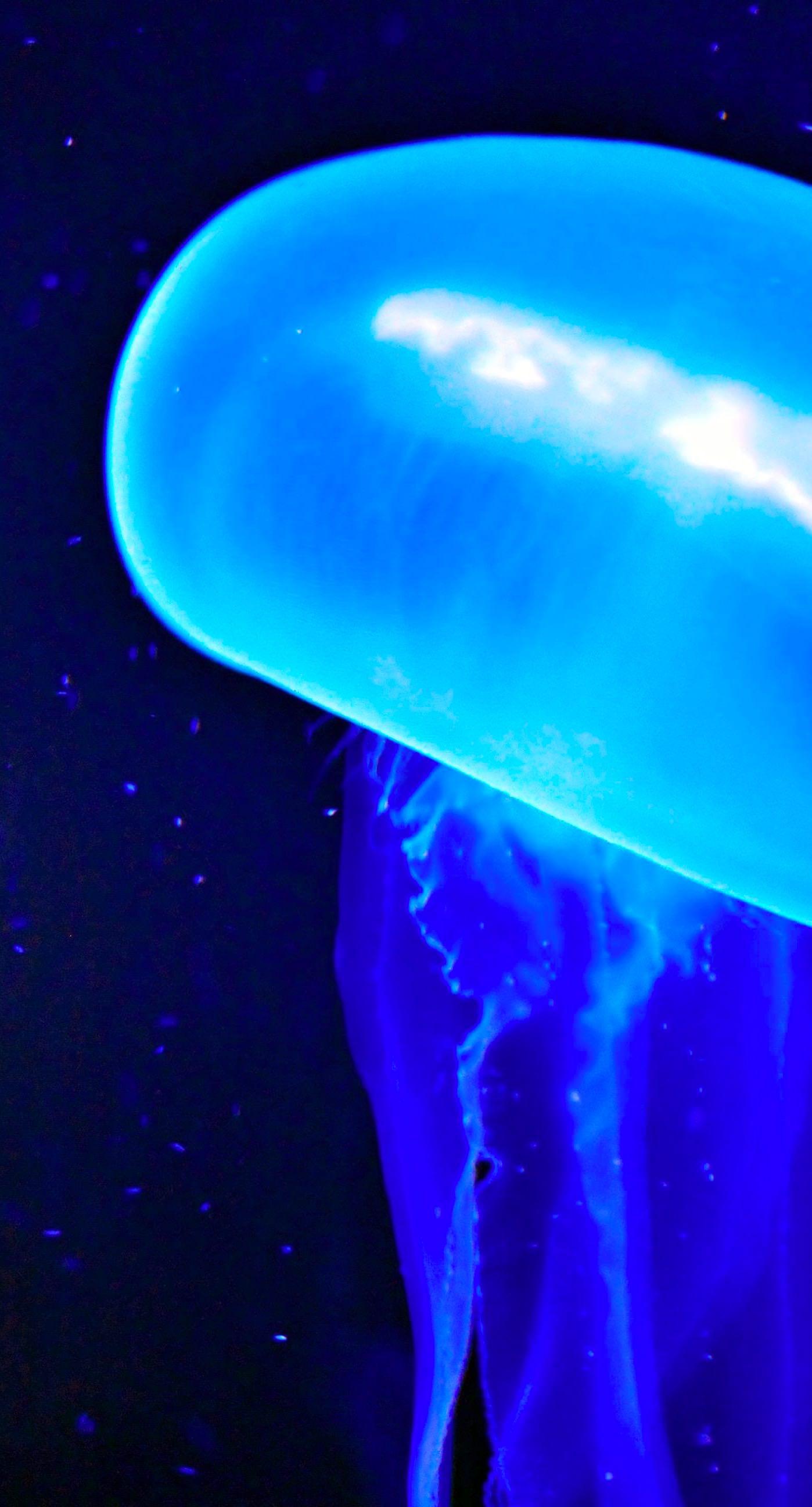 1398x2592 Blue jellyfish creatures. wallpaper.sc iPhone7Plus