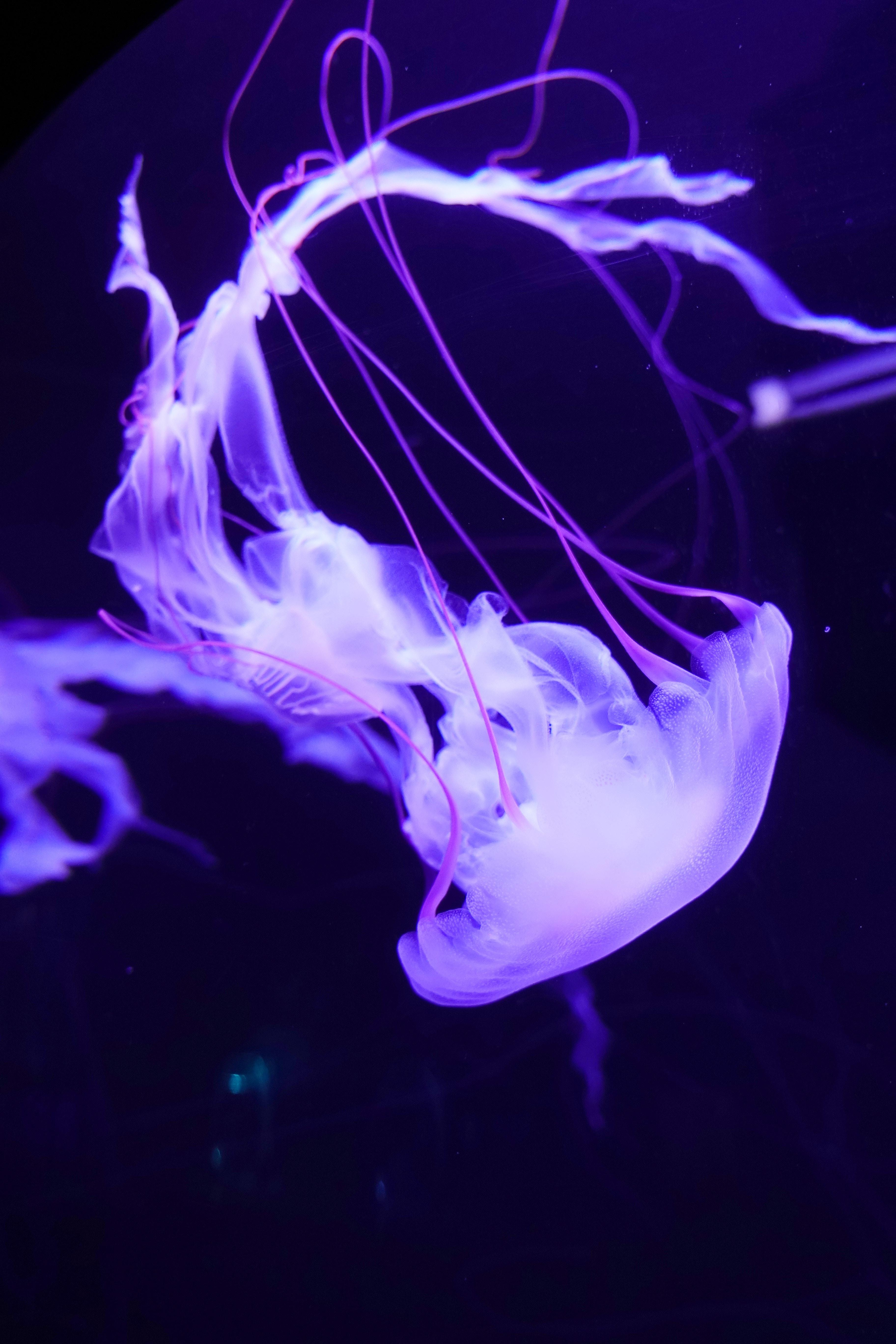 3648x5472 Wallpaper White and Blue Jellyfish in Water, Background Free Image