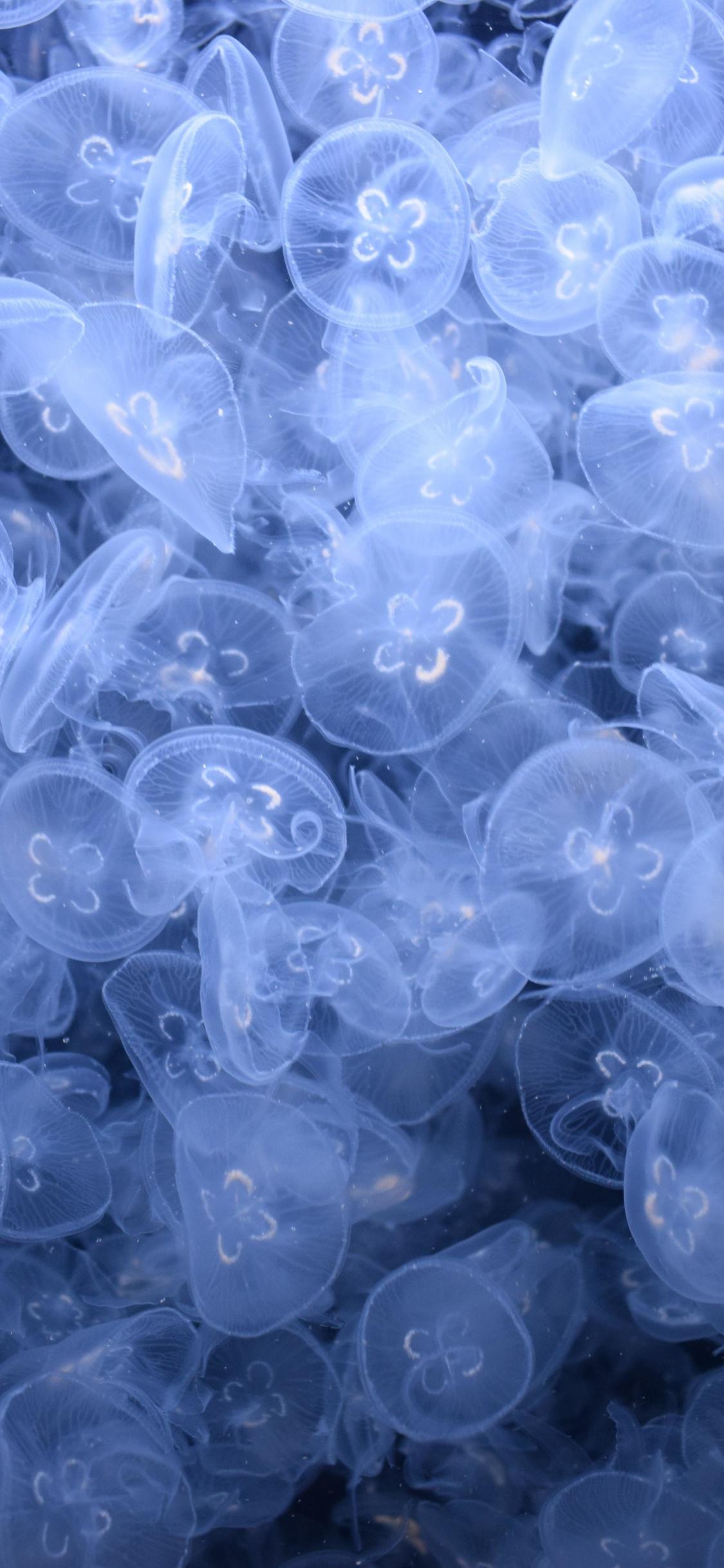 1125x2436 Download wallpaper 1125x2436 underwater, fish, blue jellyfish, iphone x, 1125x2436 HD background, 26703