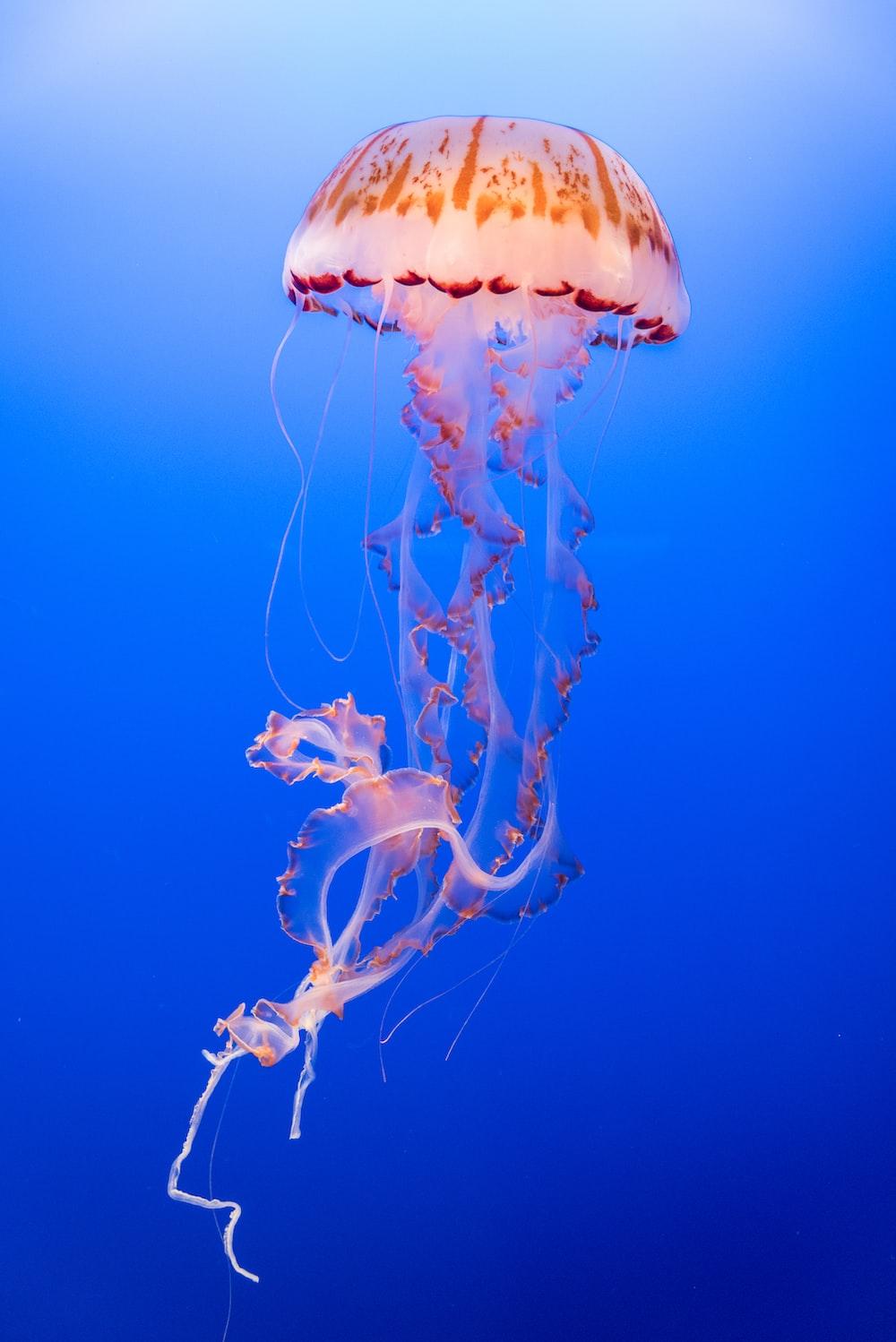 1000x1498 Blue Jellyfish Picture. Download Free Image