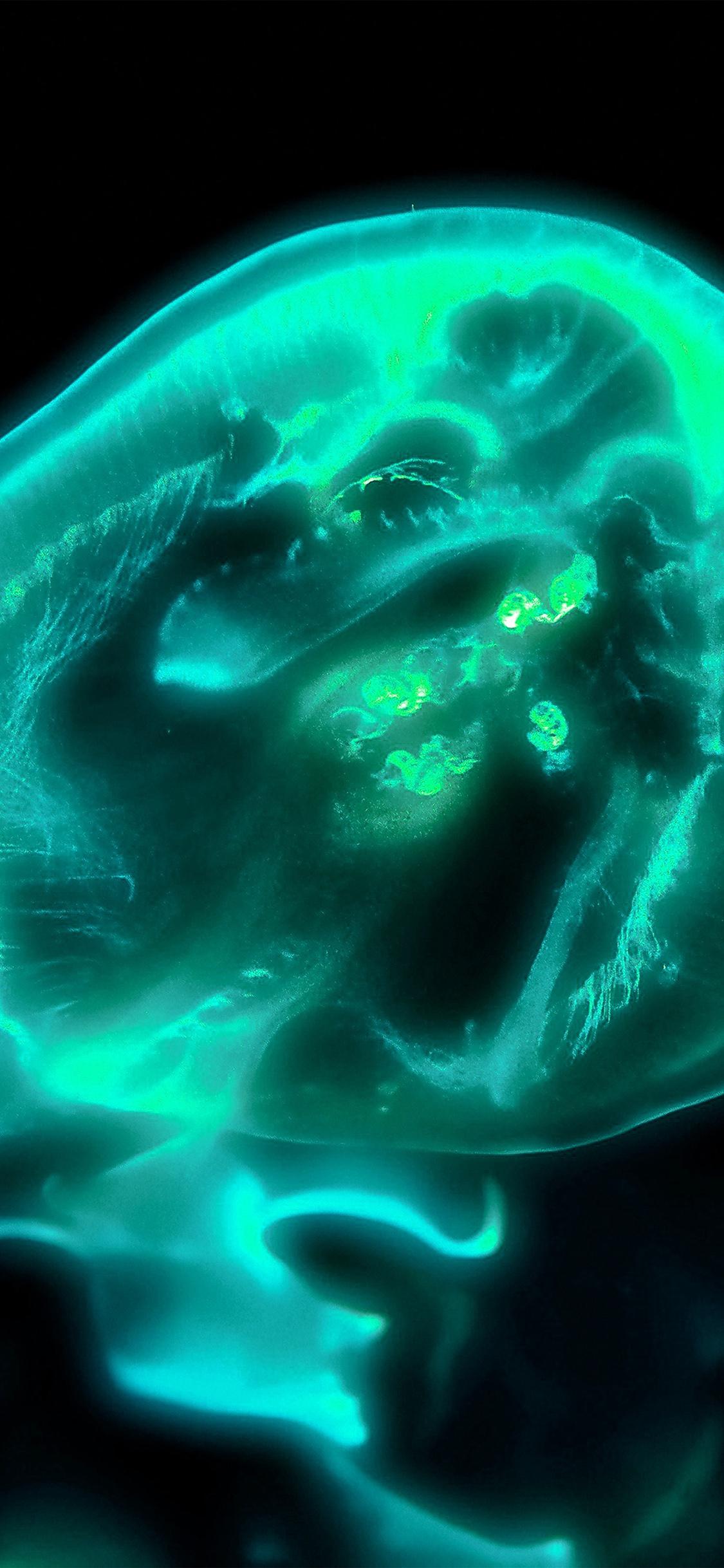 1125x2436 jellyfish blue sea animal green