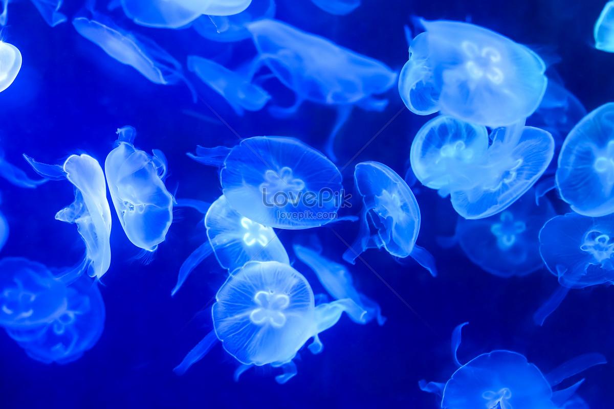 1200x800 Blue Jellyfish Image, HD Picture For Free Vectors Download