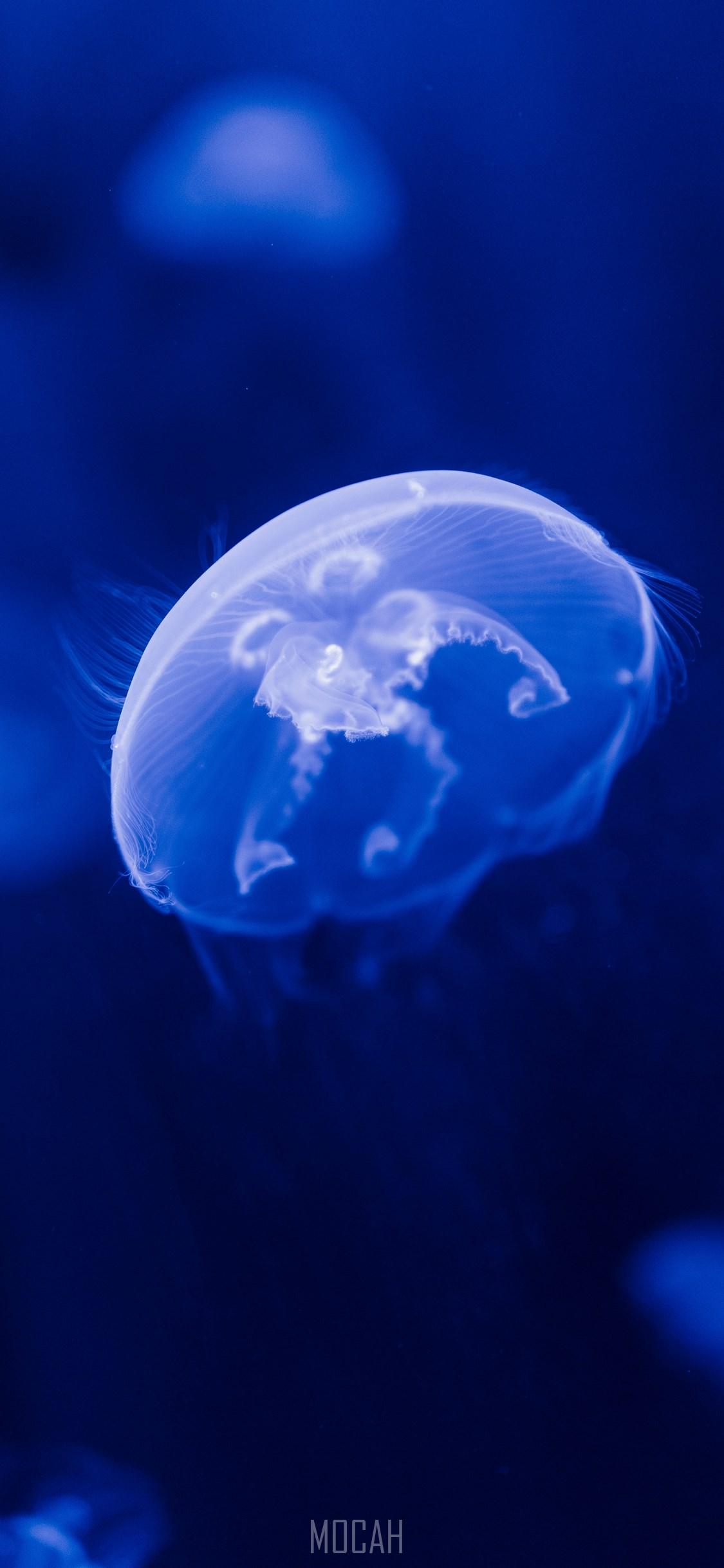 1125x2436 Jellyfish, Blue, Water, Cnidaria, Electric Blue, Apple iPhone X wallpaper full hd, 1125x2436 Gallery HD Wallpaper