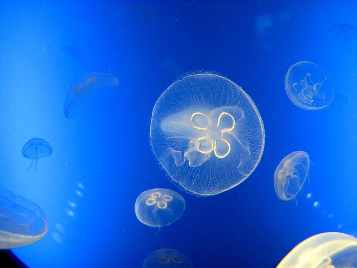 1200x900 Nice Jellyfish, Blue, Aquarium background. Download Best Free photo