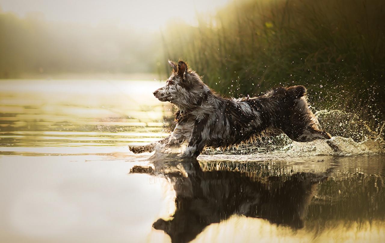 1280x808 Desktop Wallpaper dog Run Sira Water splash Water animal