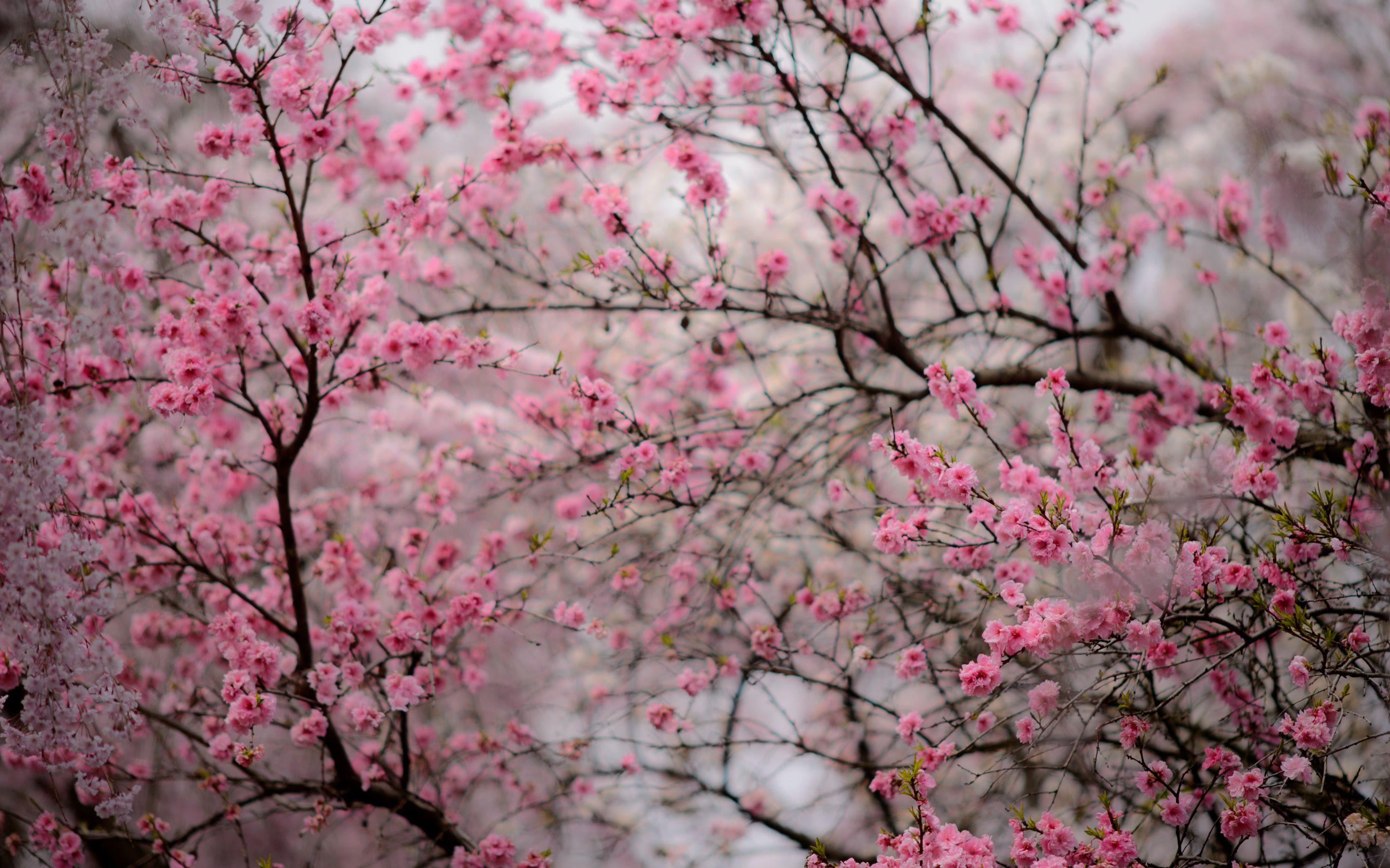 Aesthetic Wallpapers Cherry Blossom Tree / Check out our cherry blossom