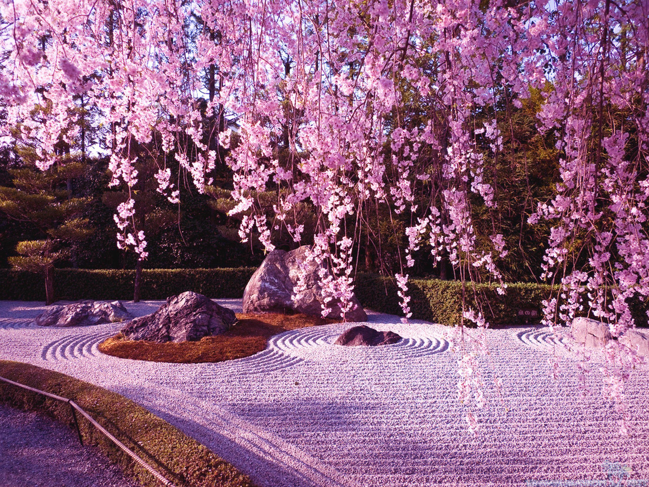 Kyoto Cherry Blossom Desktop Wallpapers - Top Free Kyoto Cherry Blossom