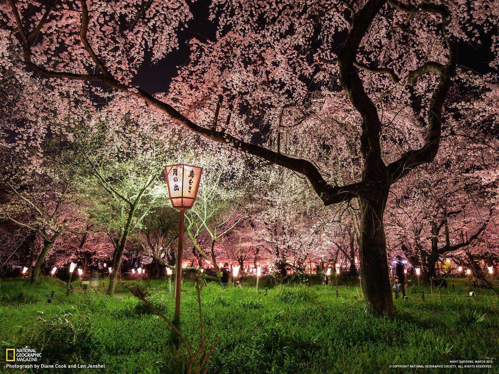 1024x768 Cherry Blossoms. National Geographic Desktop Wallpaper