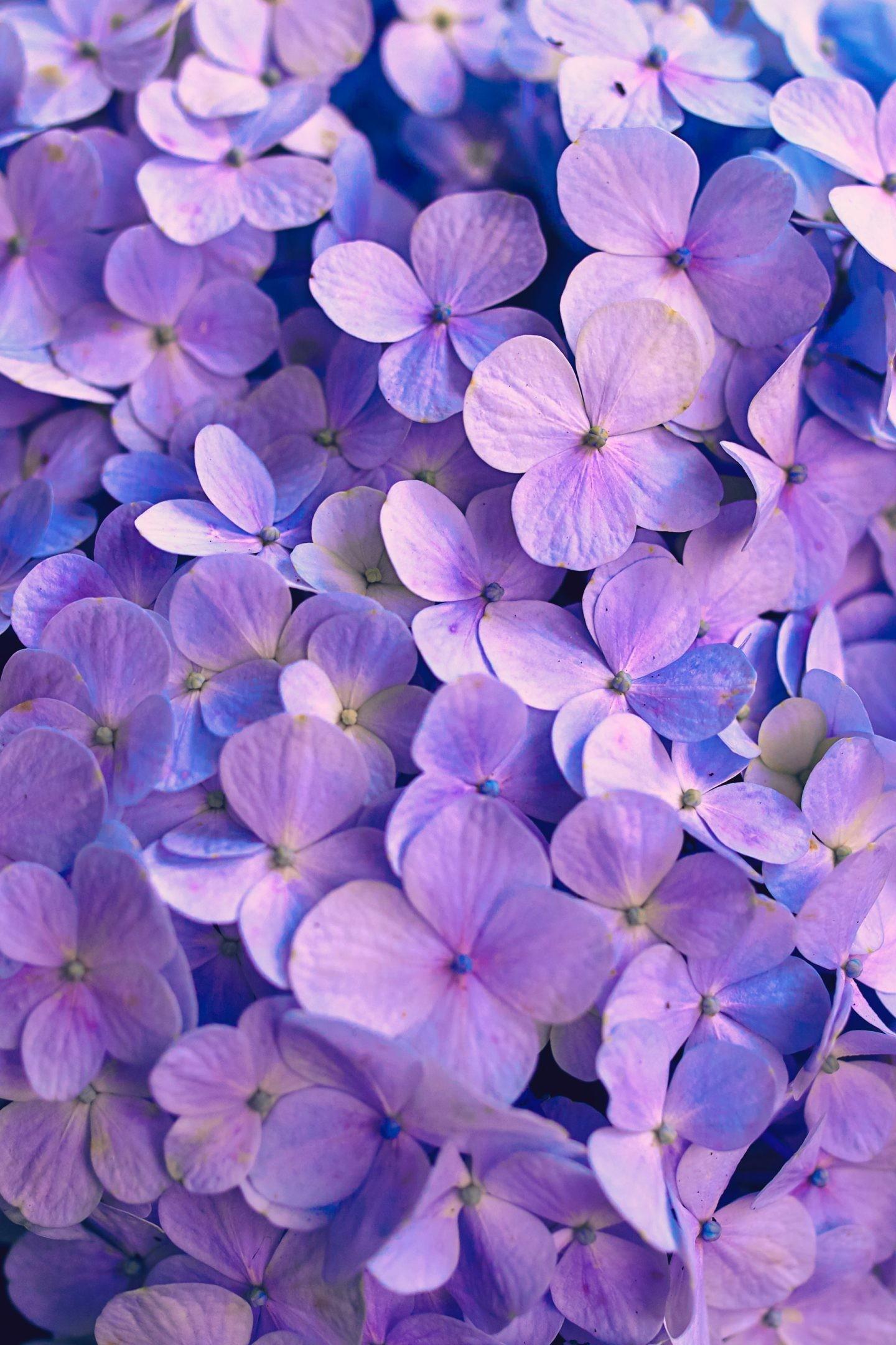 1440x2160 Beautiful Flower Wallpaper For iPhone (Free Download!)