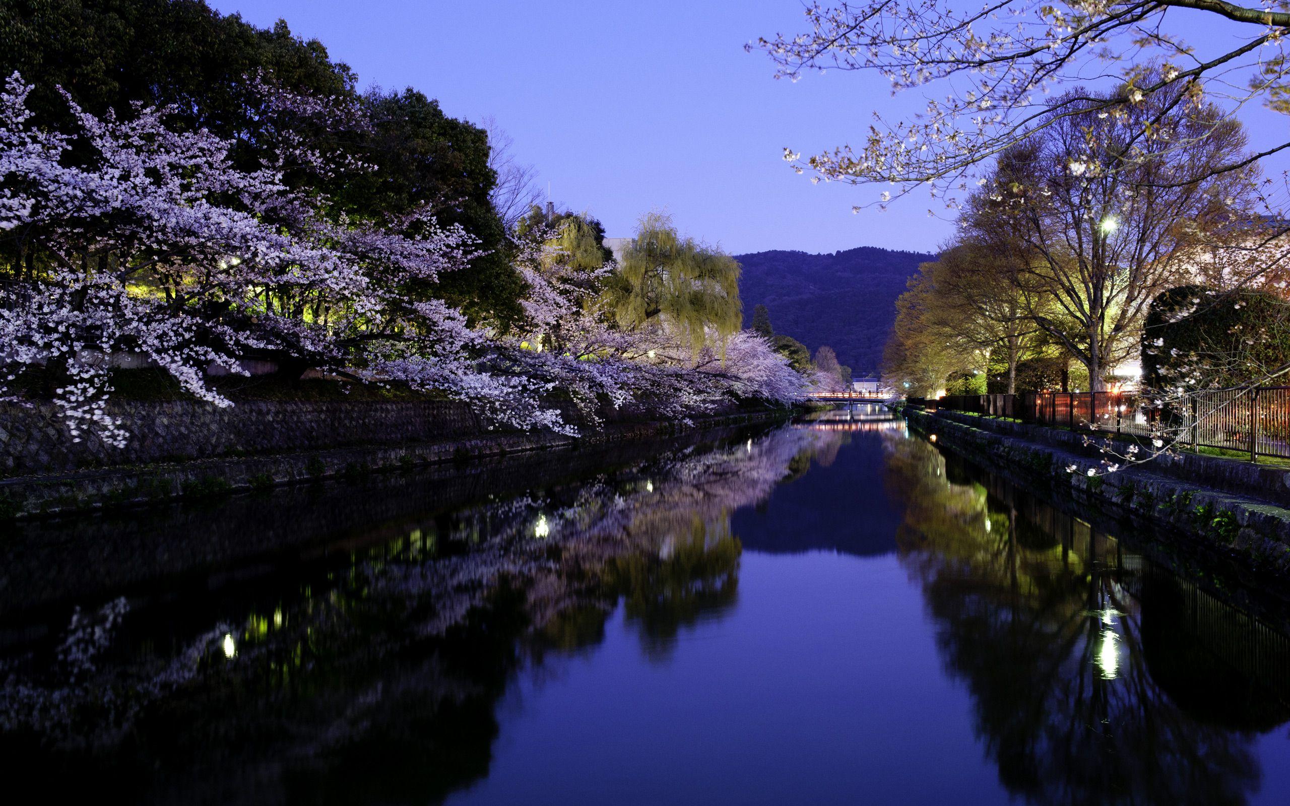 2560x1600 Jeffrey Friedl's Blog The Hope of Cherry Blossoms in Japan