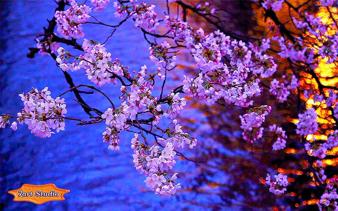 1280x800 Evening Blooming Sakura screensaver & animated desktop wallpaper