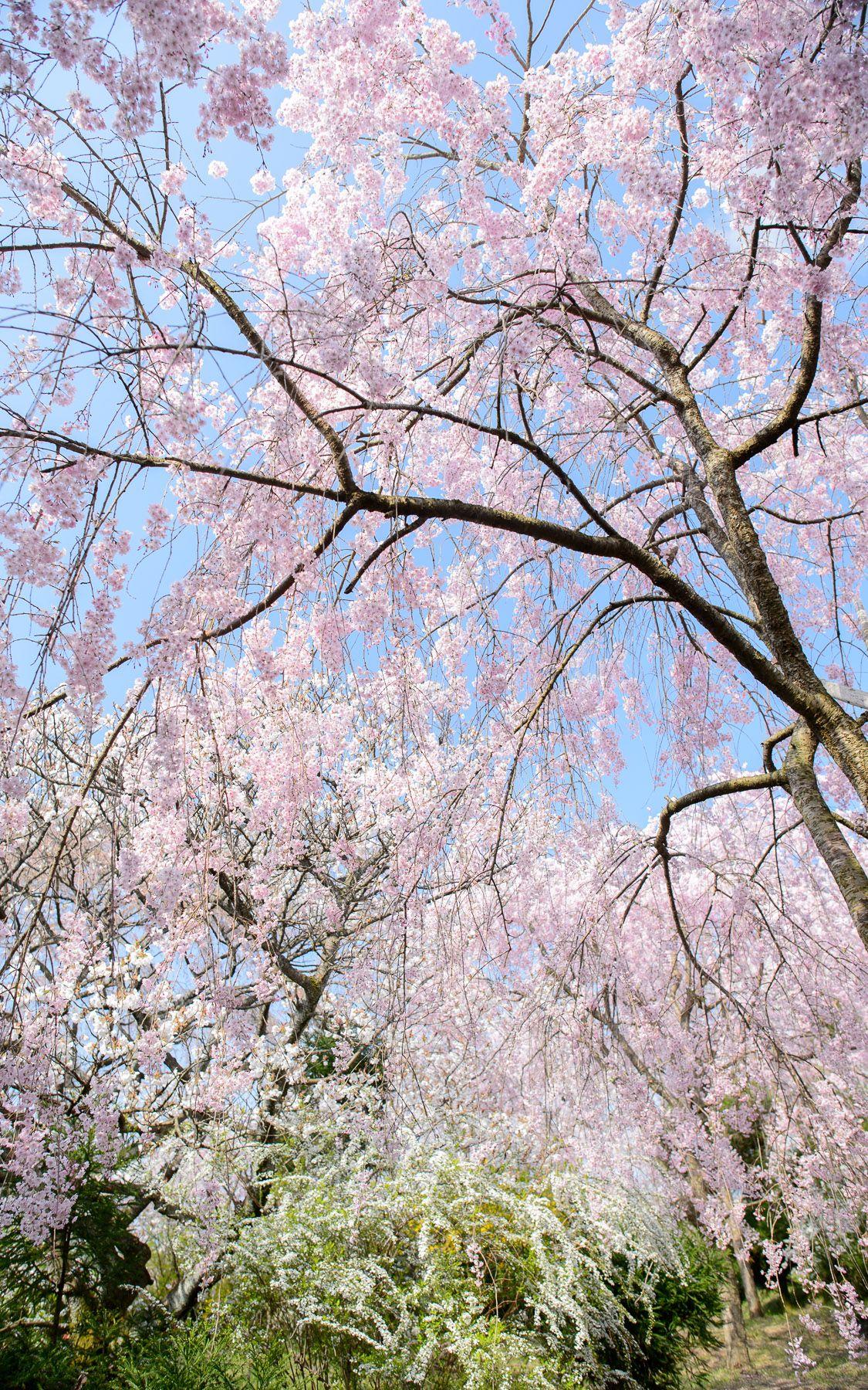 Kyoto Cherry Blossom Desktop Wallpapers - Top Free Kyoto Cherry Blossom