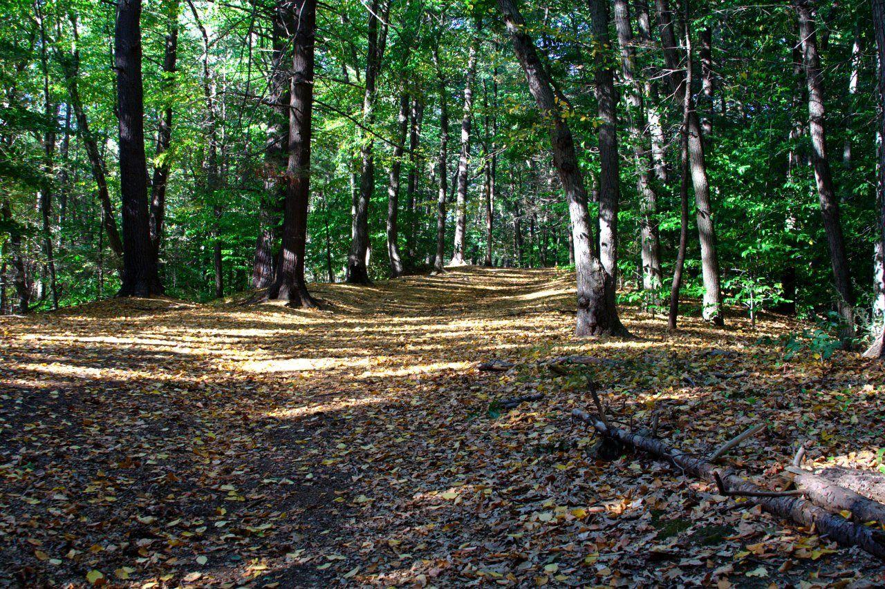 Forest grounded. Grounded лес. Forest Floor. Forest Soil ground. The Floor of the Rainforest.