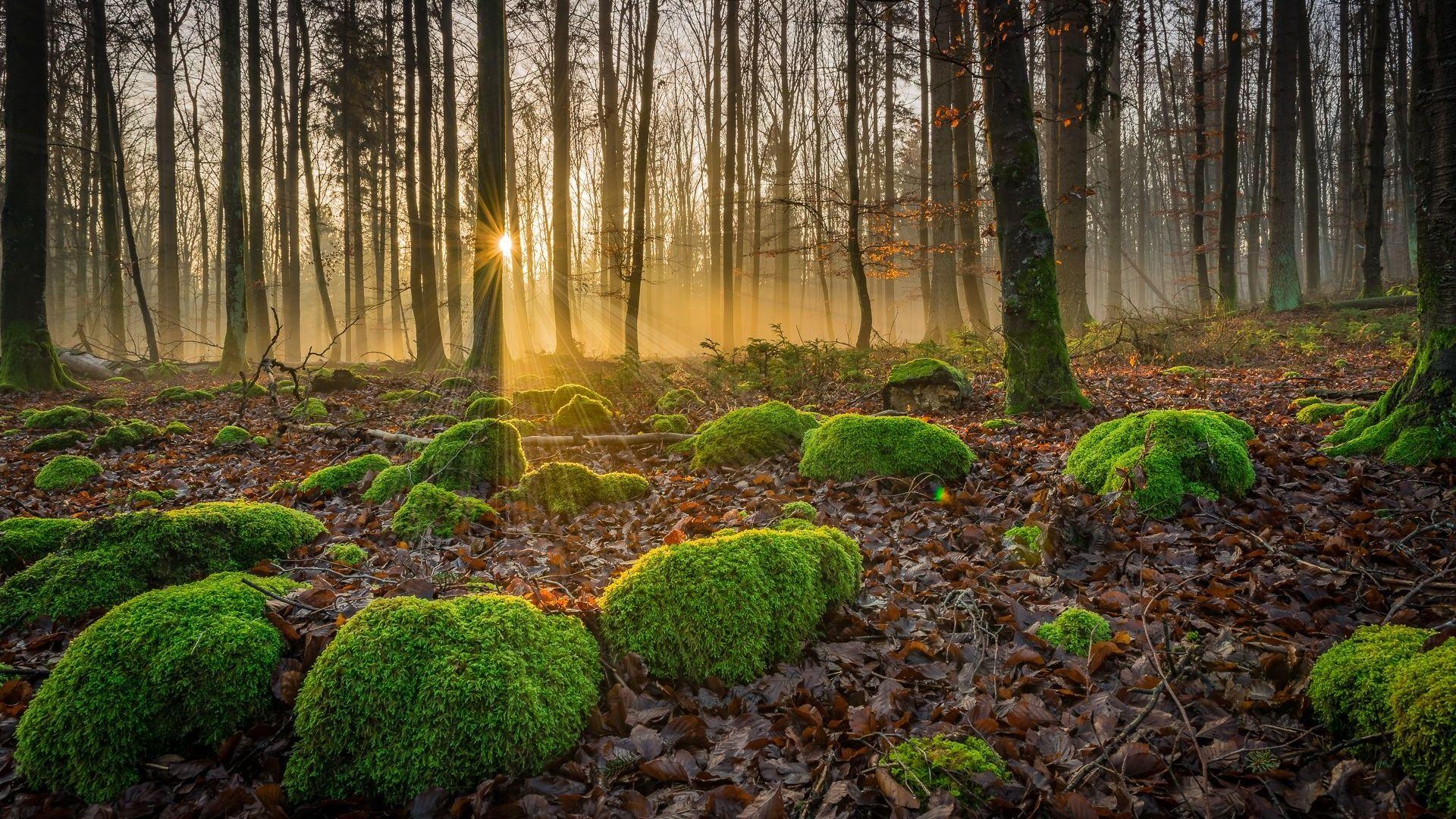 1920x1080 Forest Floor Wallpaper