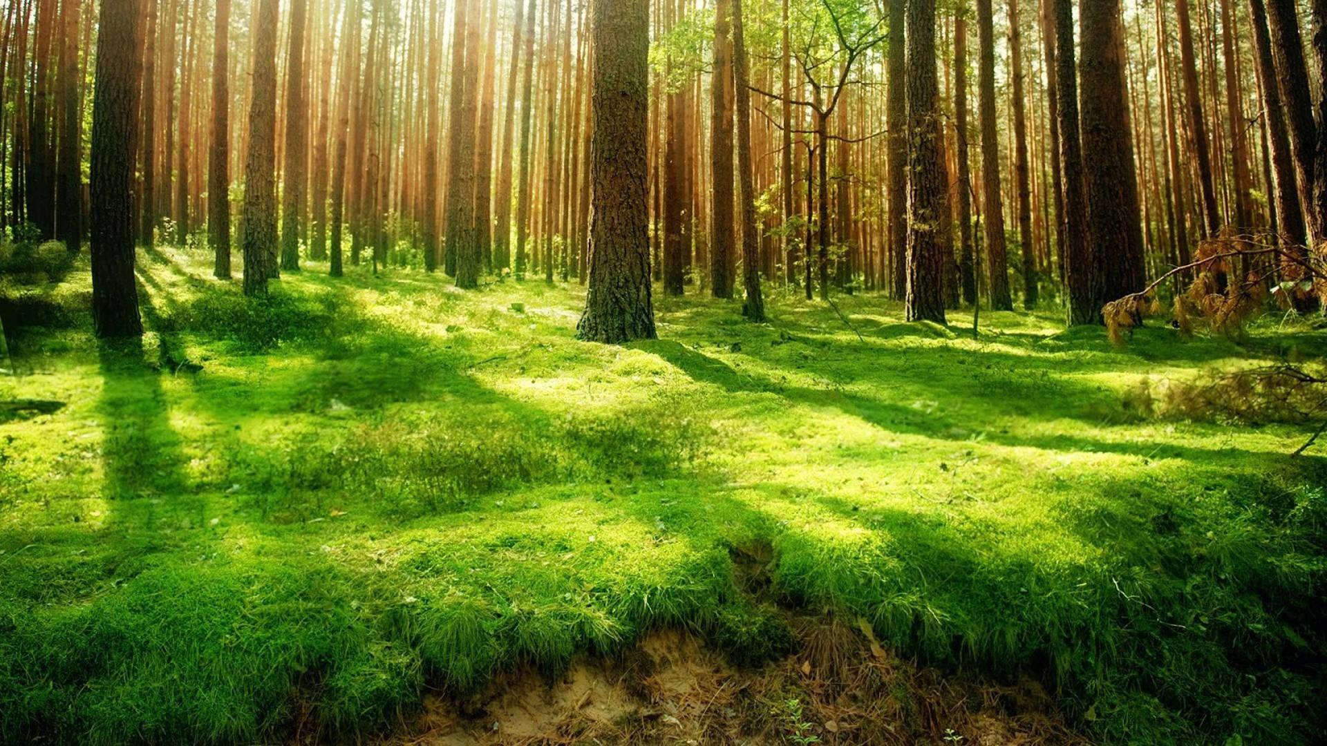 1920x1080 Download 3840x2160 Monitor Forest Floor Wallpaper