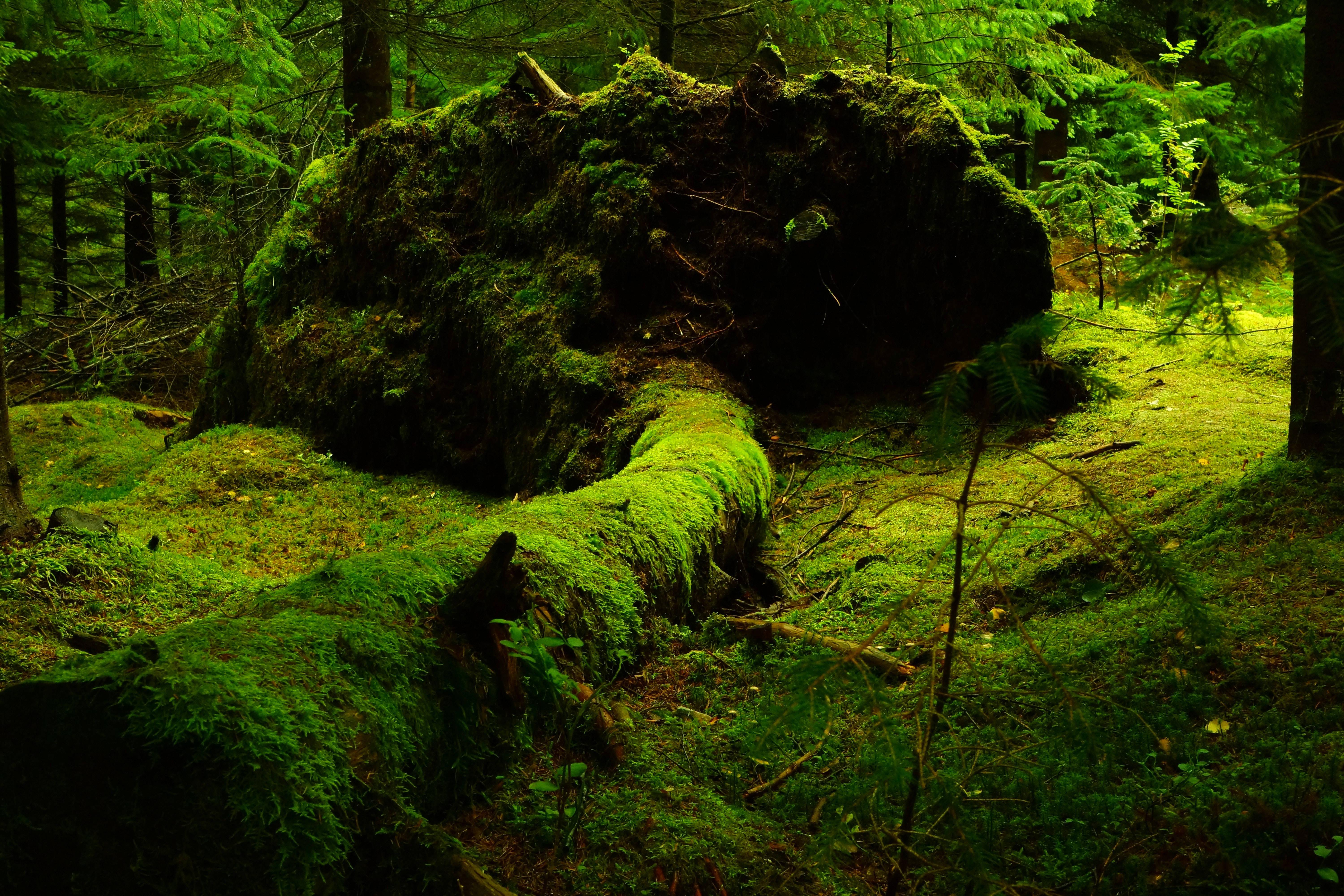 6000x4000 Download 4k Tablet Mossy Forest Floor Wallpaper