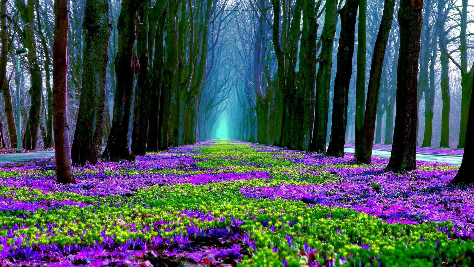 1600x900 Forest floor HD wallpaper download