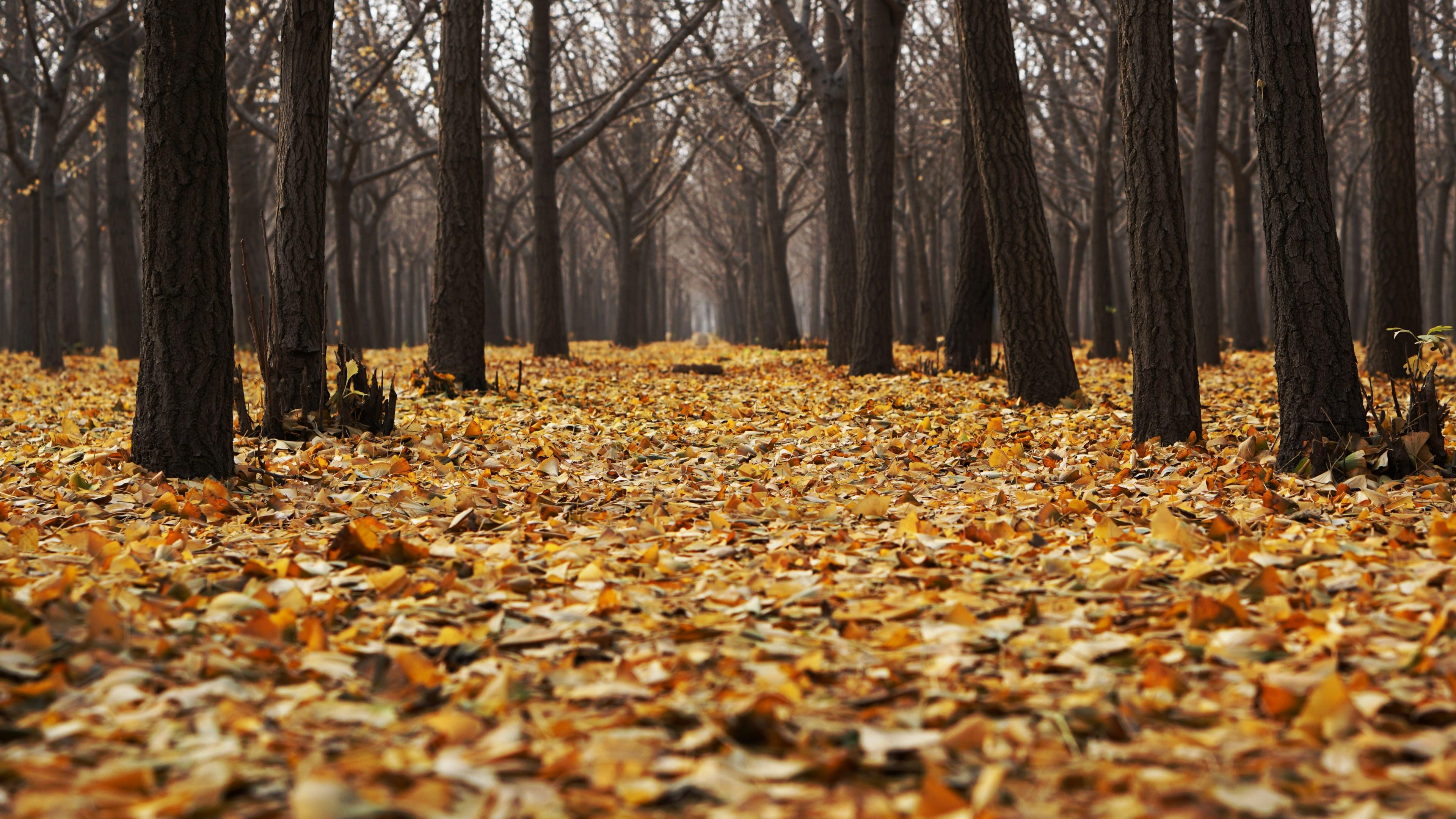 3840x2161 Wallpaper / brown and orange leaves on the forest floor, carpet of autumn leaves 4k wallpaper free download