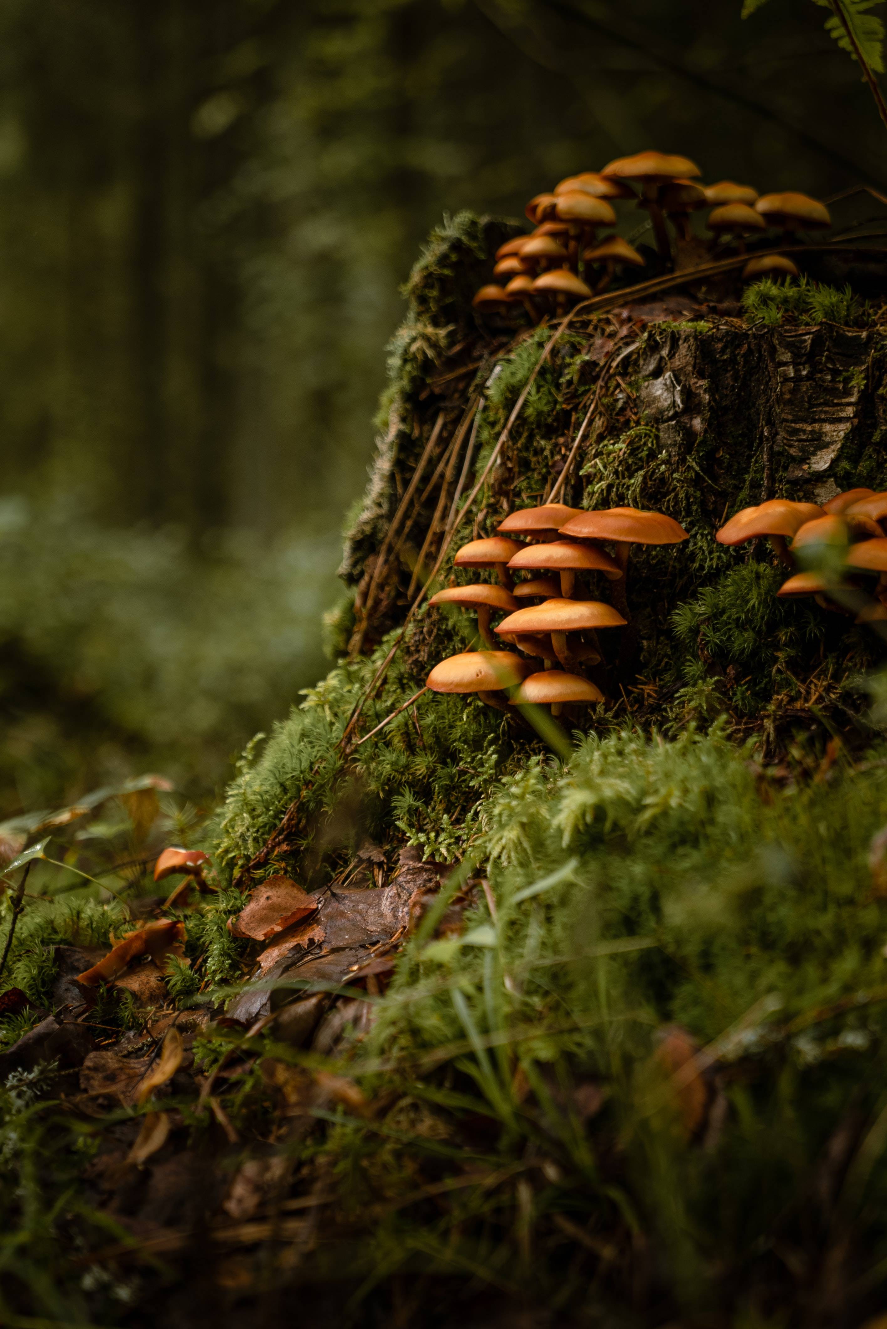 Forest Floor Wallpapers - Top Free Forest Floor Backgrounds