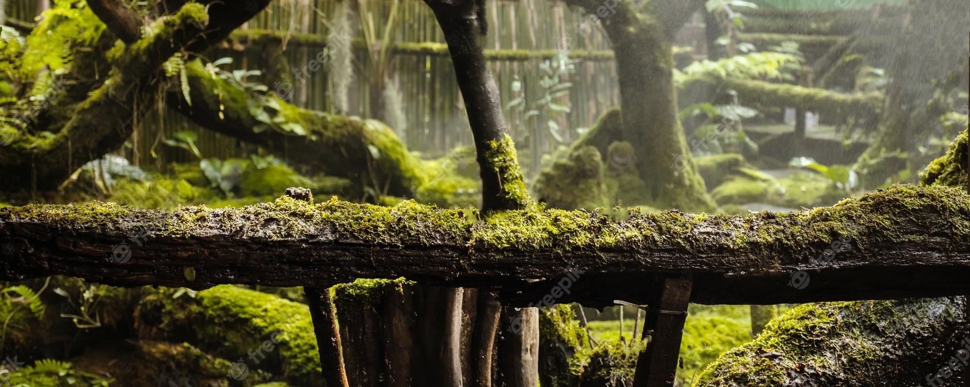 2000x798 Premium Photo. Moss and fern style plants cover the forest floor in the garden