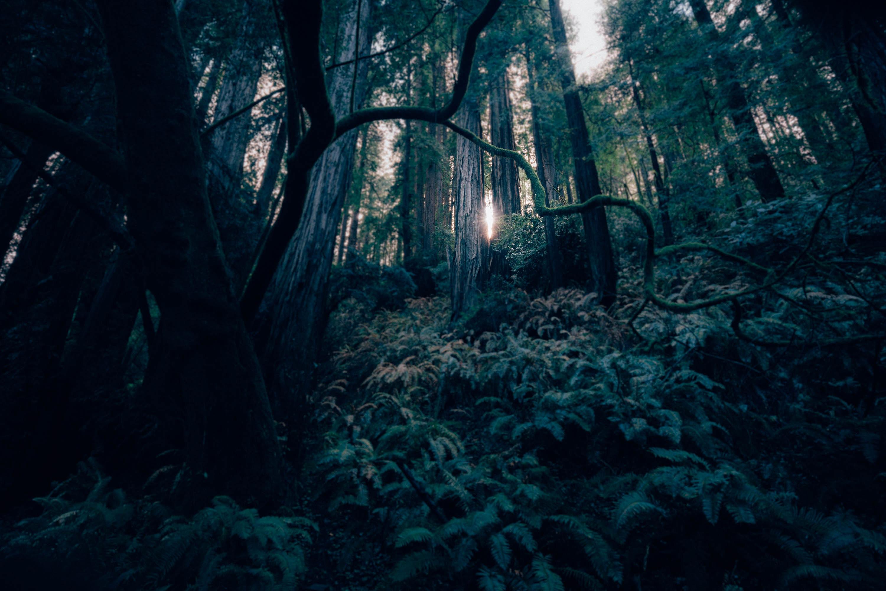 3000x2001 2560x1440 dark forest Gallery HD Wallpaper