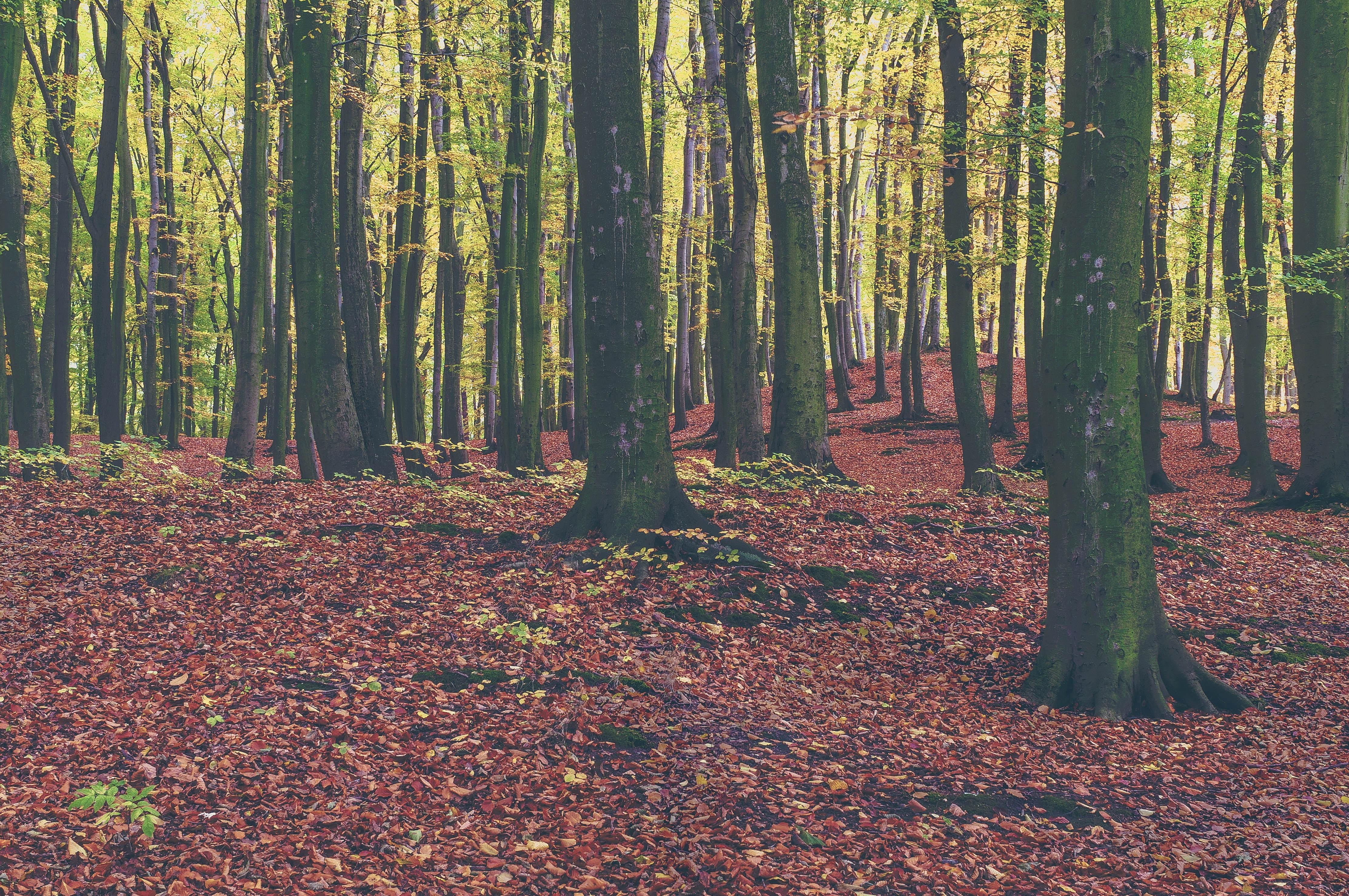 4450x2957 forest floor HD wallpaper, background