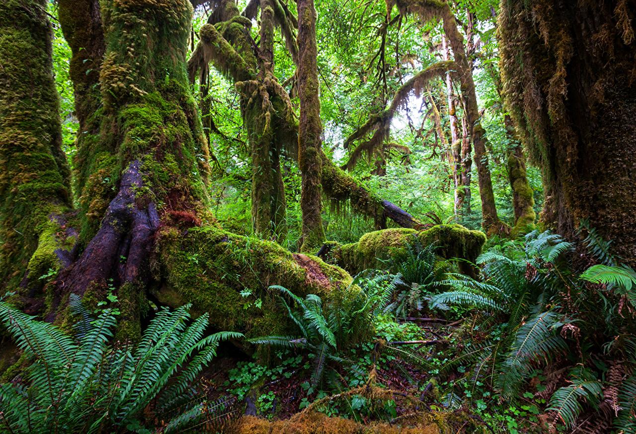 1280x874 Photos Jungle Nature forest Tropics Trunk tree Moss