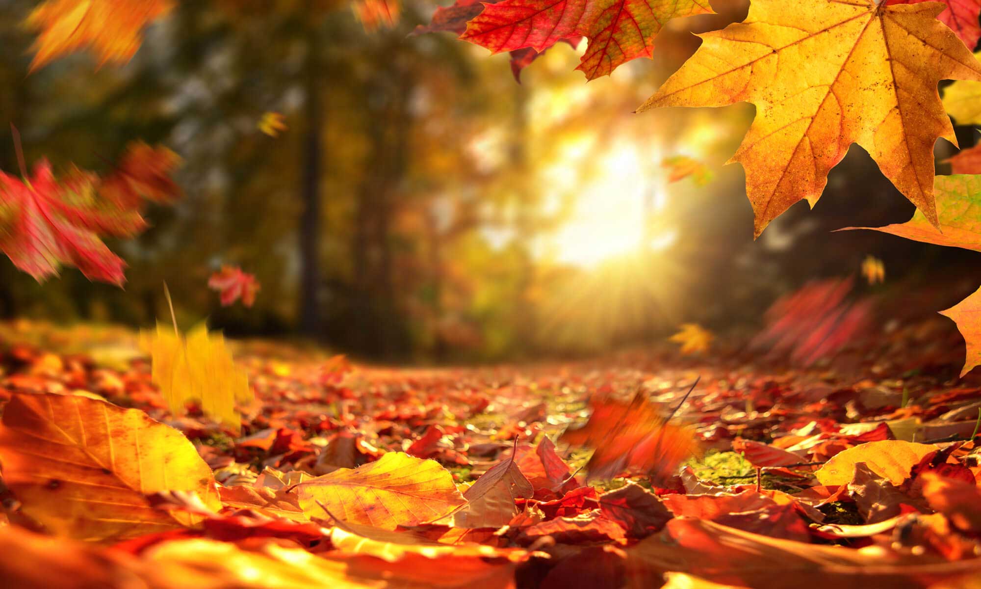 2000x1200 Autumn Forest Wallpaper