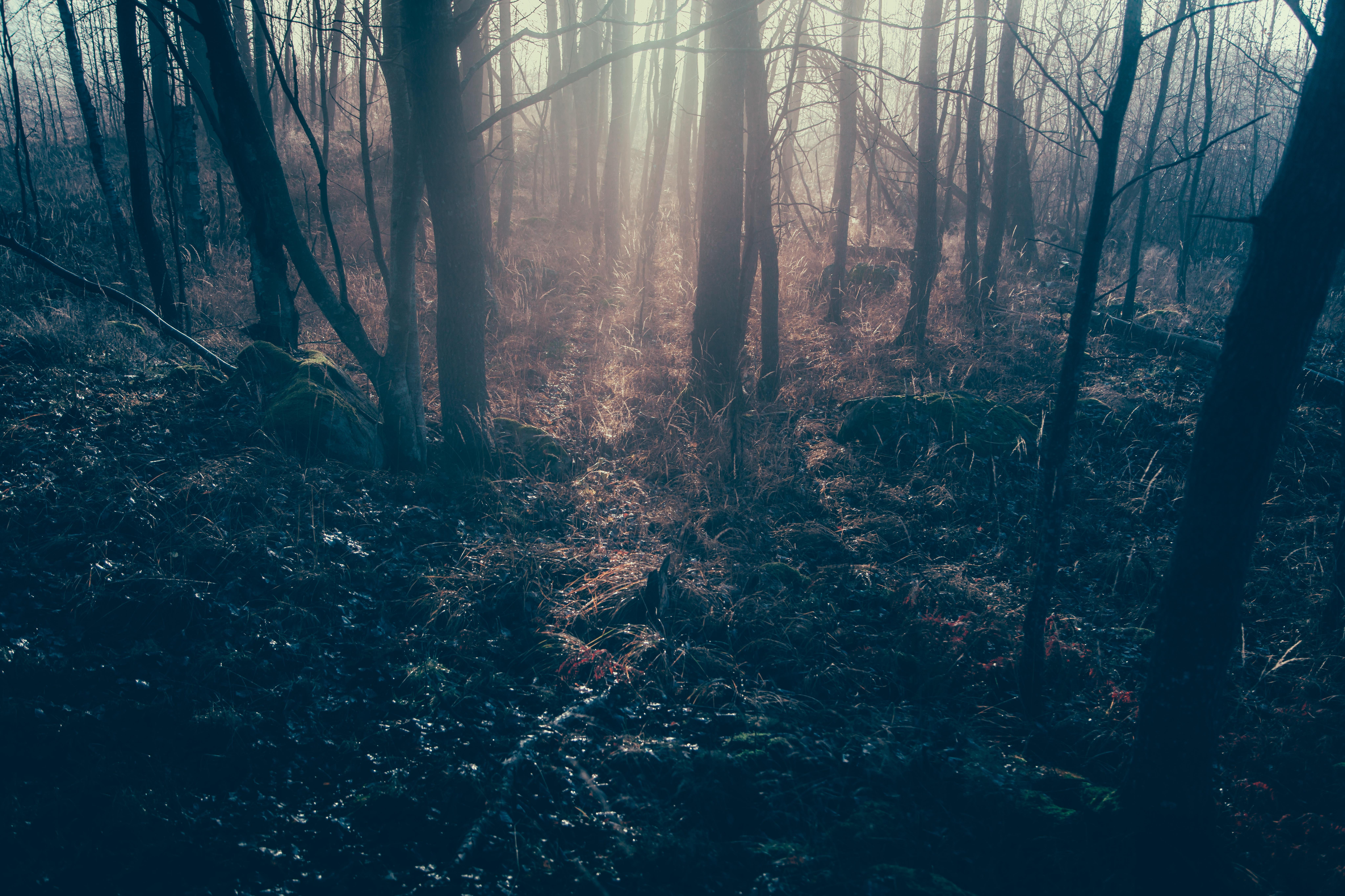 8192x5461 Free Image : tree, nature, branch, light, mist, sunlight, morning, leaf, reflection, jungle, darkness, season, trees, forest floor, habitat, ecosystem, screenshot, natural environment, geographical feature, atmospheric phenomenon, computer wallpaper