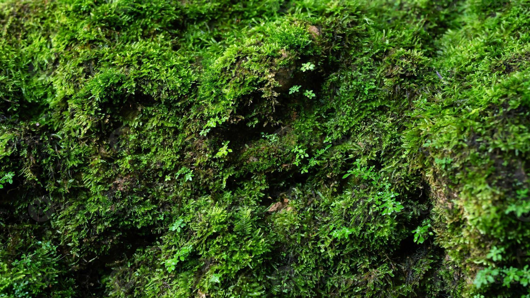 1742x980 Beautiful Bright Green moss grown up cover the rough stones and on the floor in the forest. Show with macro view. Rocks full of the moss texture in nature for wallpaper. 11899057
