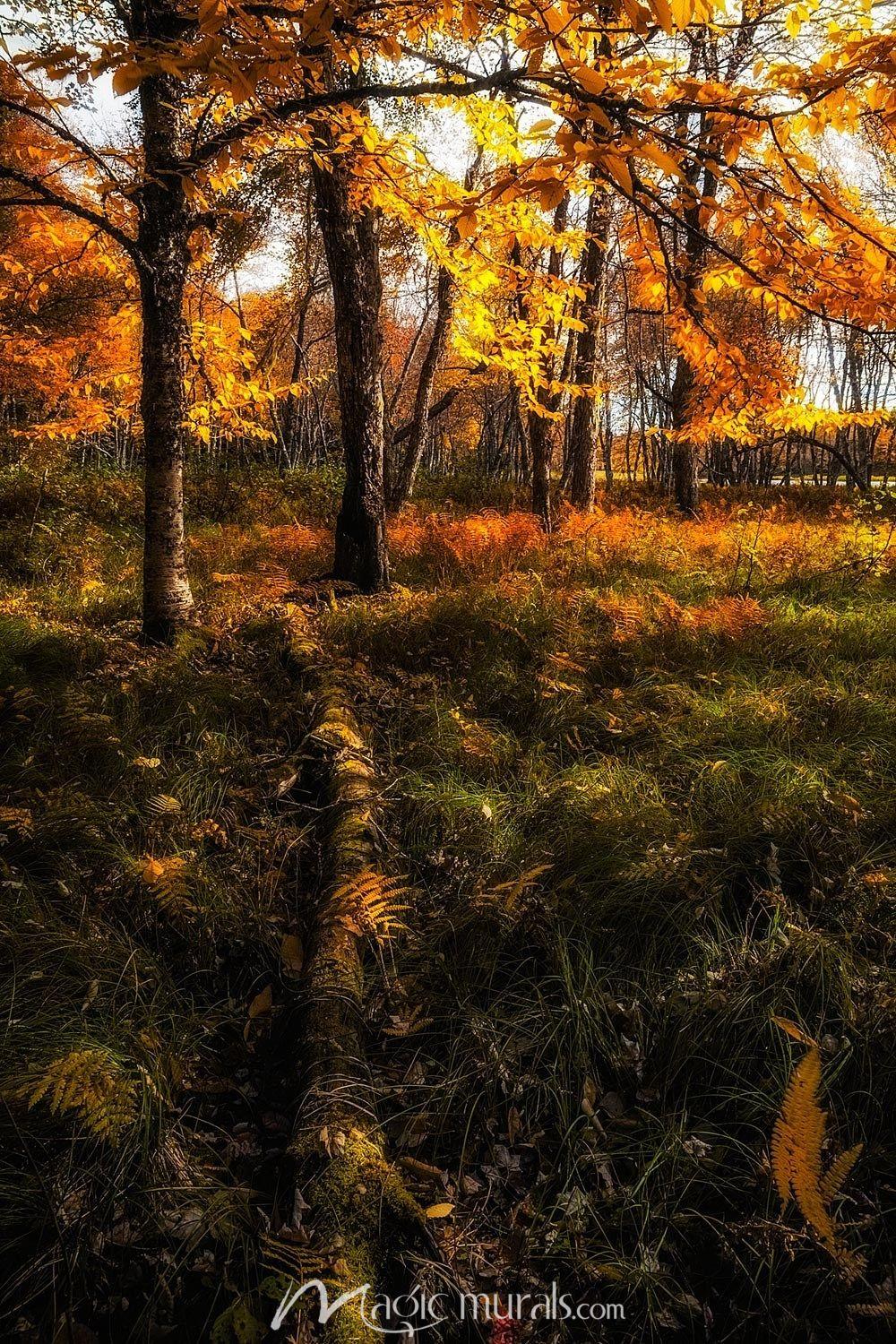 1000x1500 Autumn Forest Floor Wallpaper Wall Mural