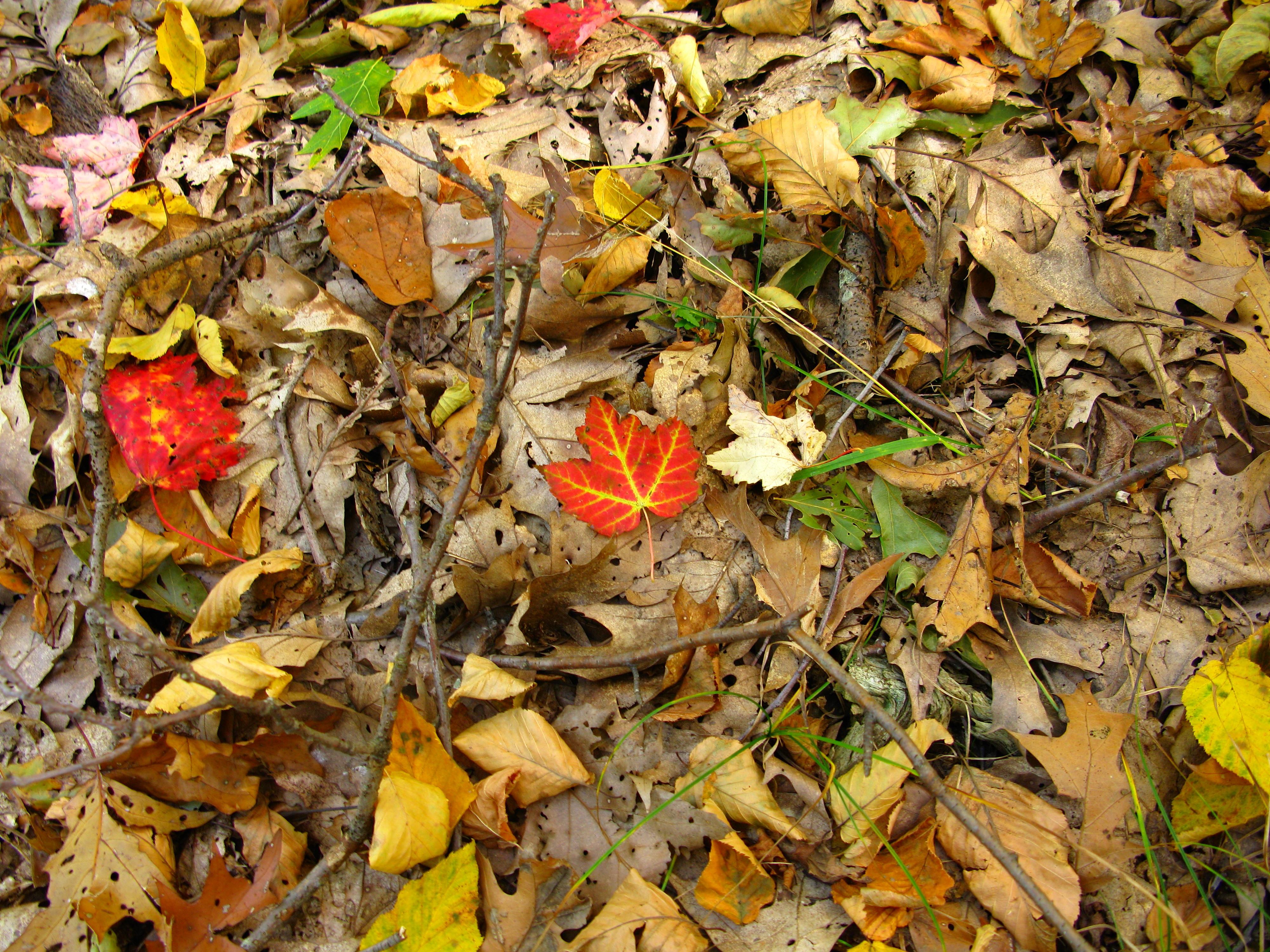 4000x3000 Forest Floor Leaves