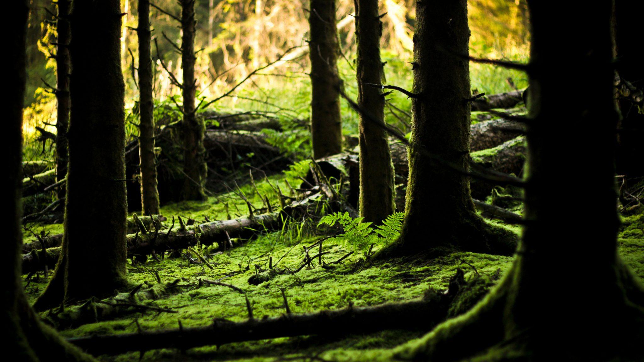2048x1152 Commentary: The Future of Our Forest Economy