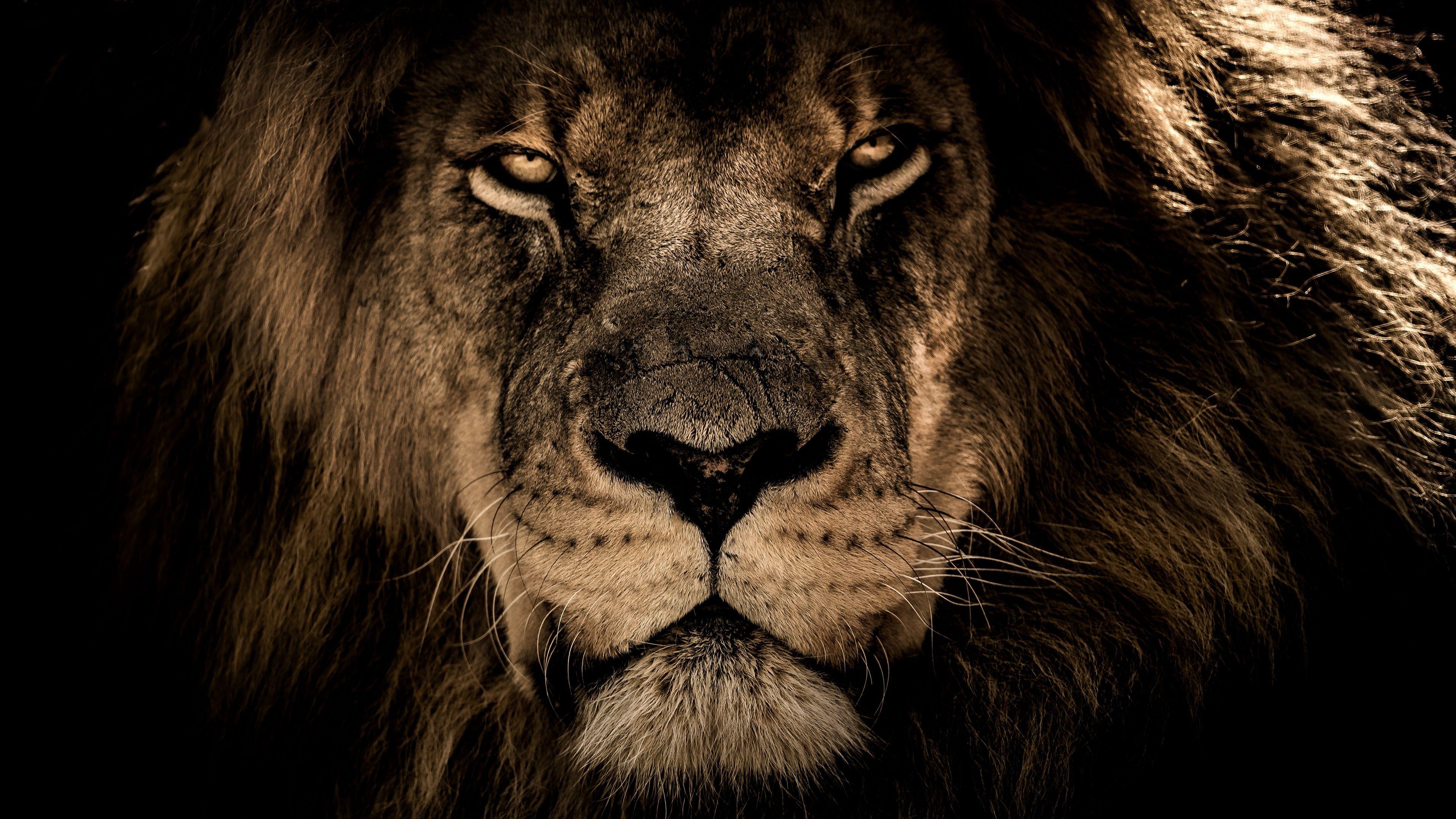 81 Wallpaper For Pc 4K Lion Images &Amp; Pictures - Myweb